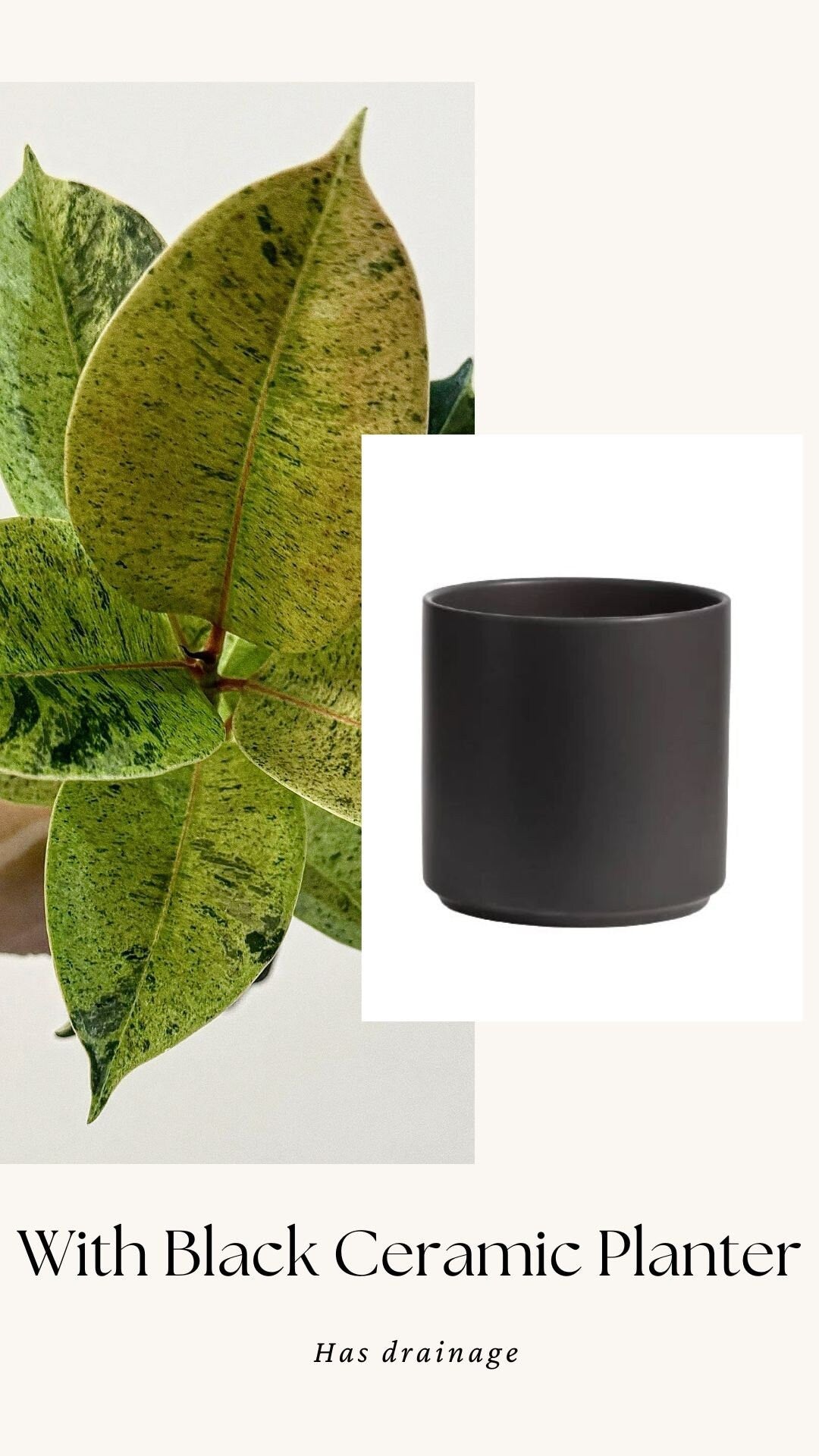 Ficus Shiveriana ‘Moonshine’ Plant - 4" Pot
