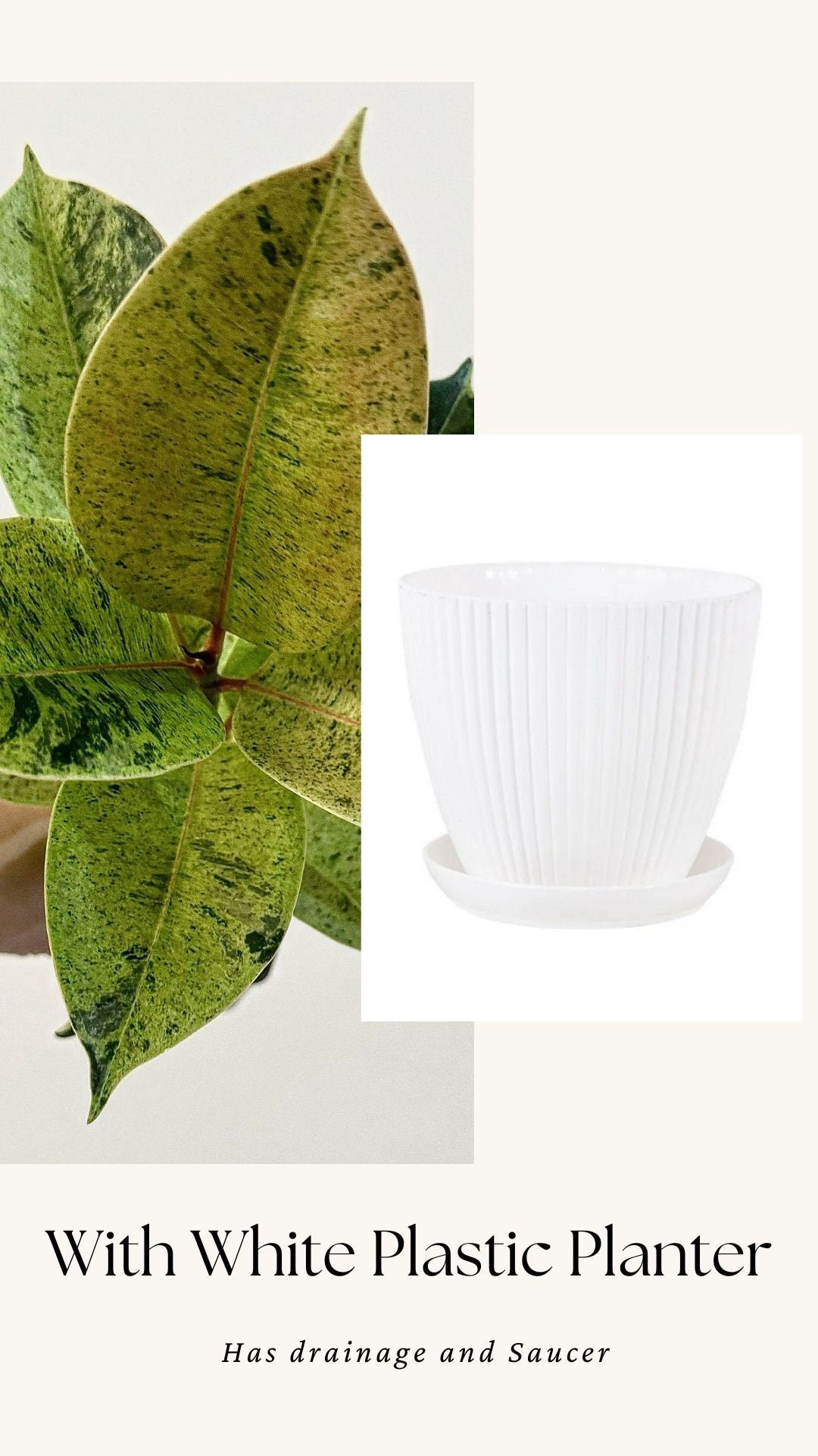 Ficus Shiveriana ‘Moonshine’ Plant - 4" Pot