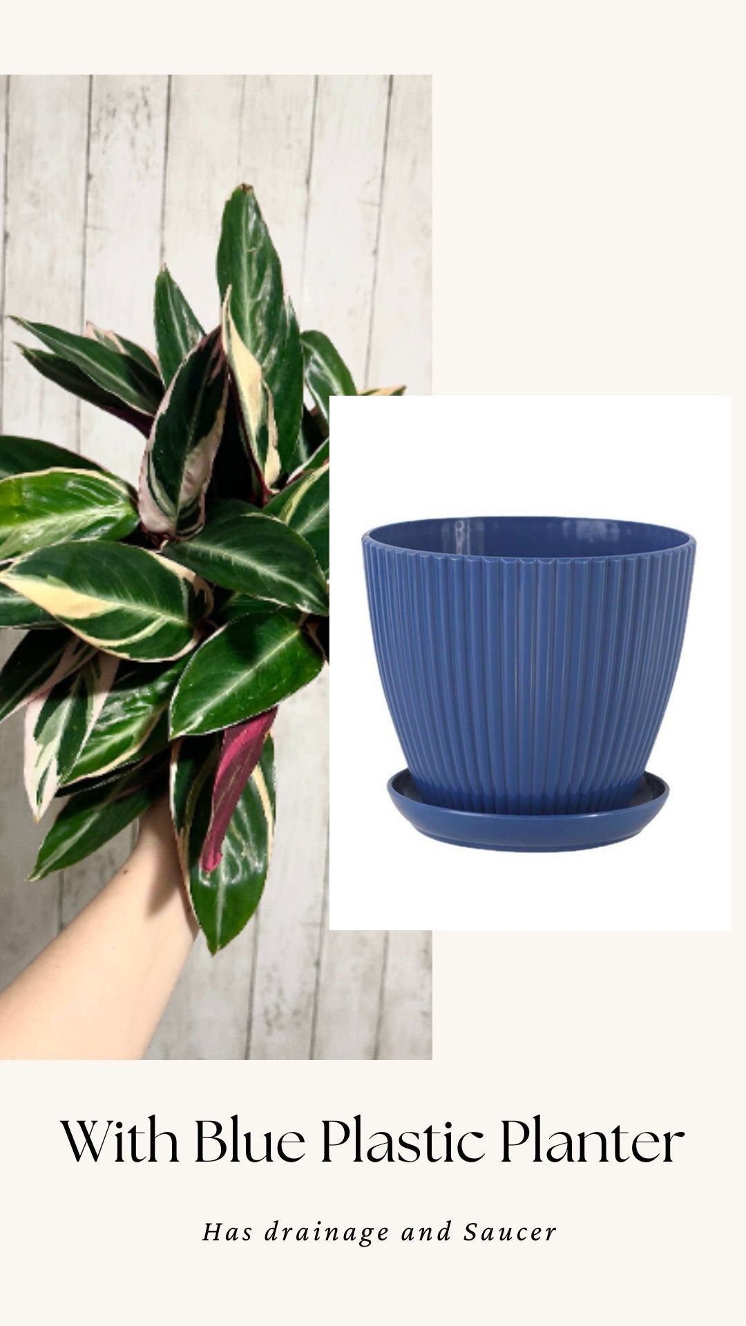 Stromanthe Triostar, Tricolor, Prayer Plant - Calathea Plant 6.5" pot