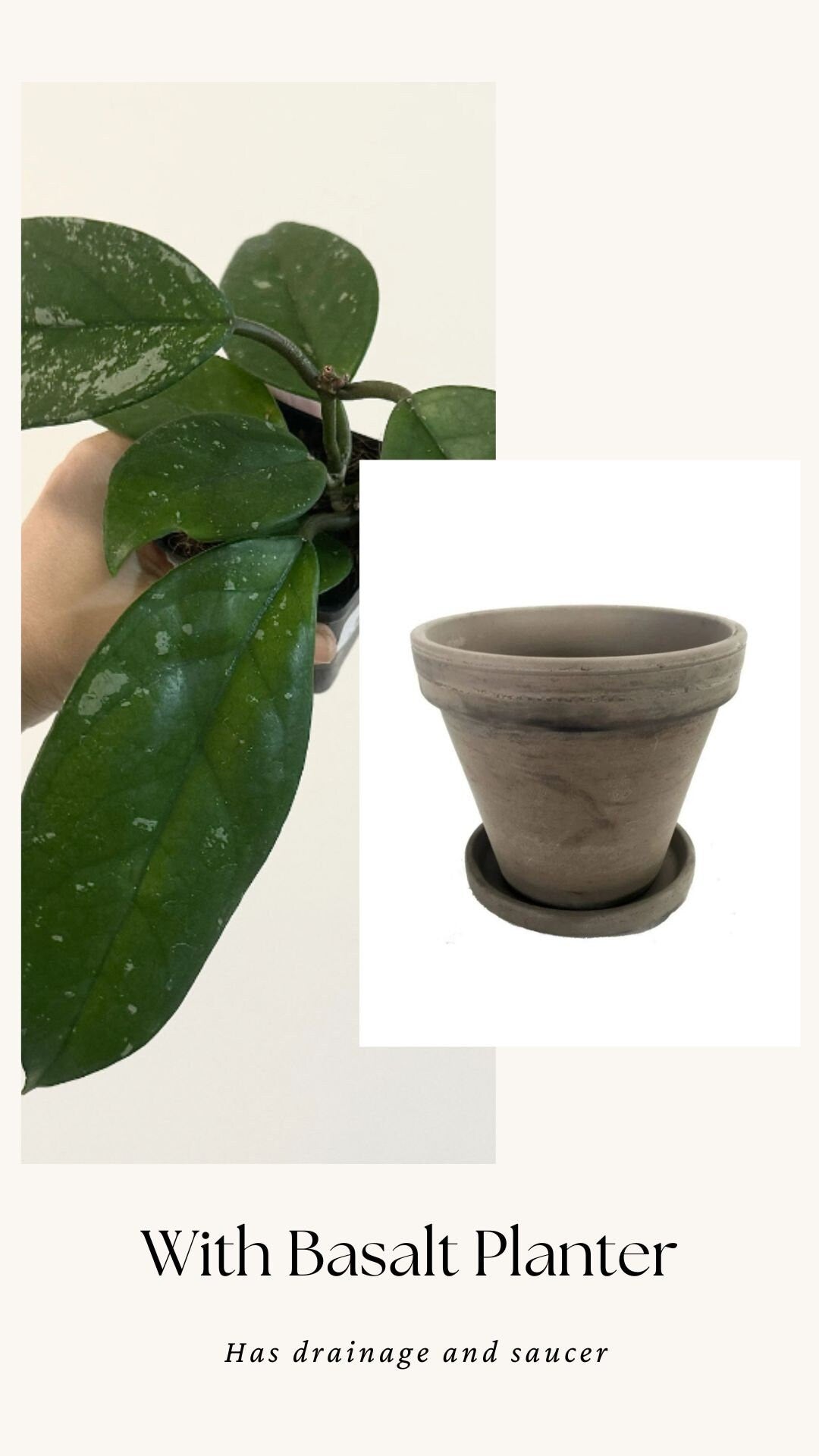 Hoya Fungii/Publicalx Hybrid Plant - 3.5 inch Pot - Live Plant - Optional decorative pot
