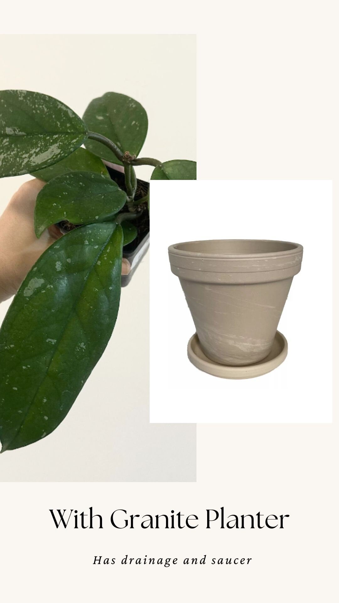 Hoya Fungii/Publicalx Hybrid Plant - 3.5 inch Pot - Live Plant - Optional decorative pot
