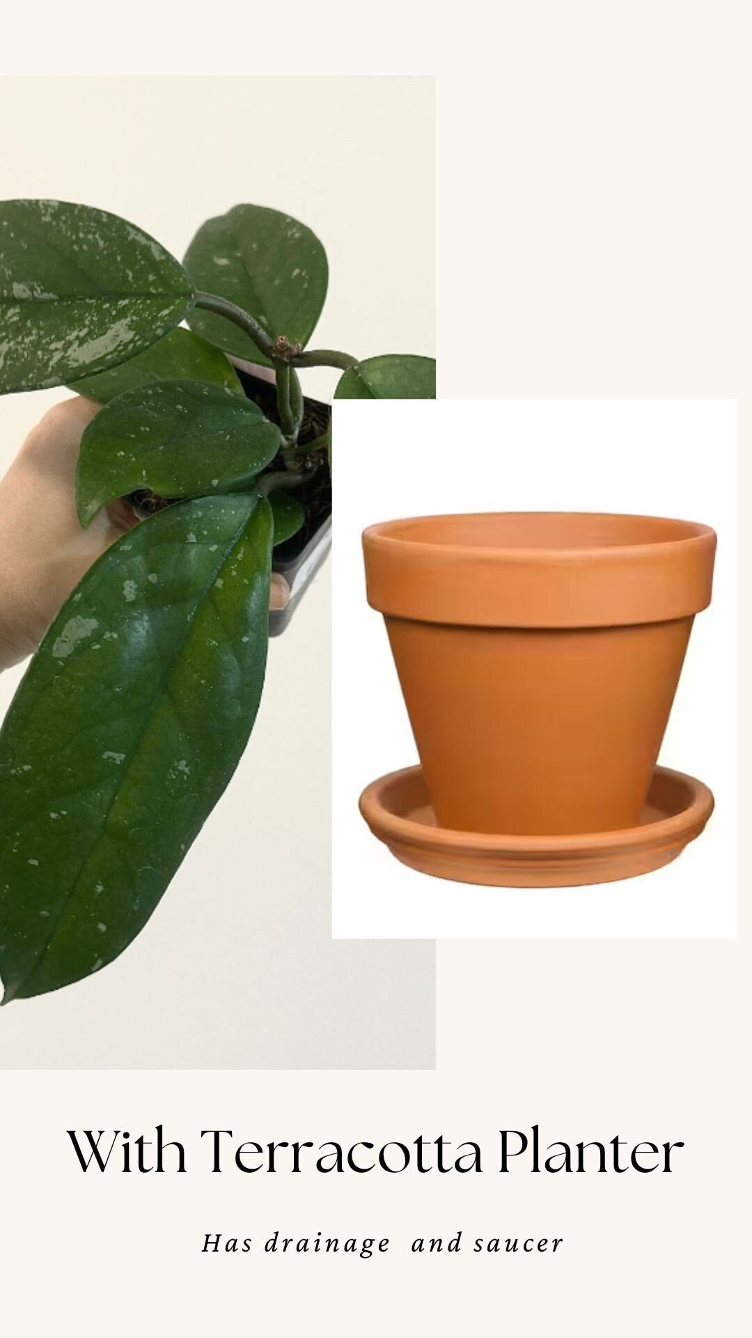Hoya Fungii/Publicalx Hybrid Plant - 3.5 inch Pot - Live Plant - Optional decorative pot