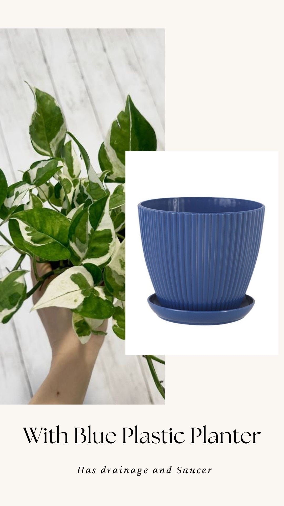 N’Joy Pothos Live Plant - 4” Nursery Pot