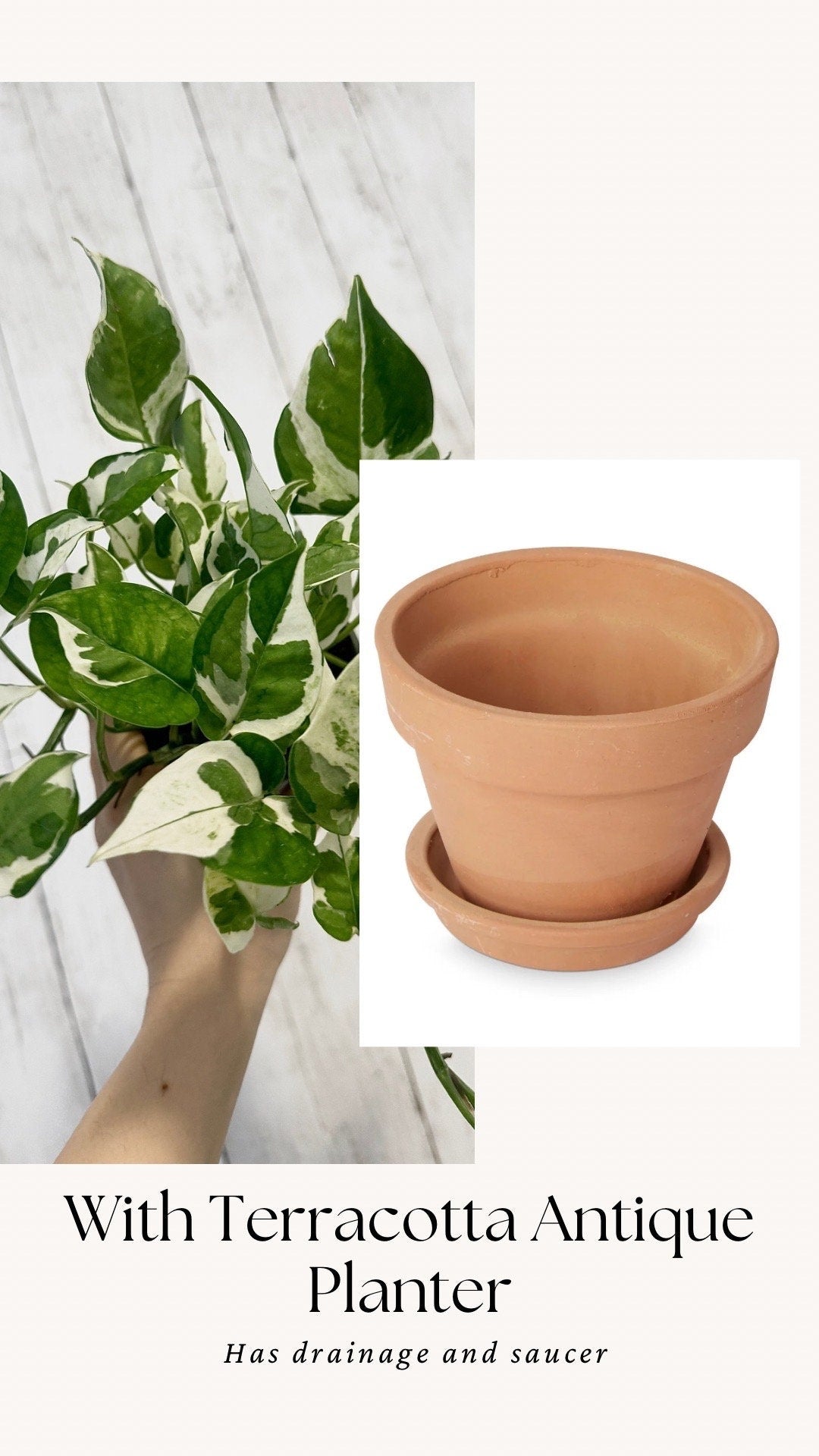 N’Joy Pothos Live Plant - 4” Nursery Pot