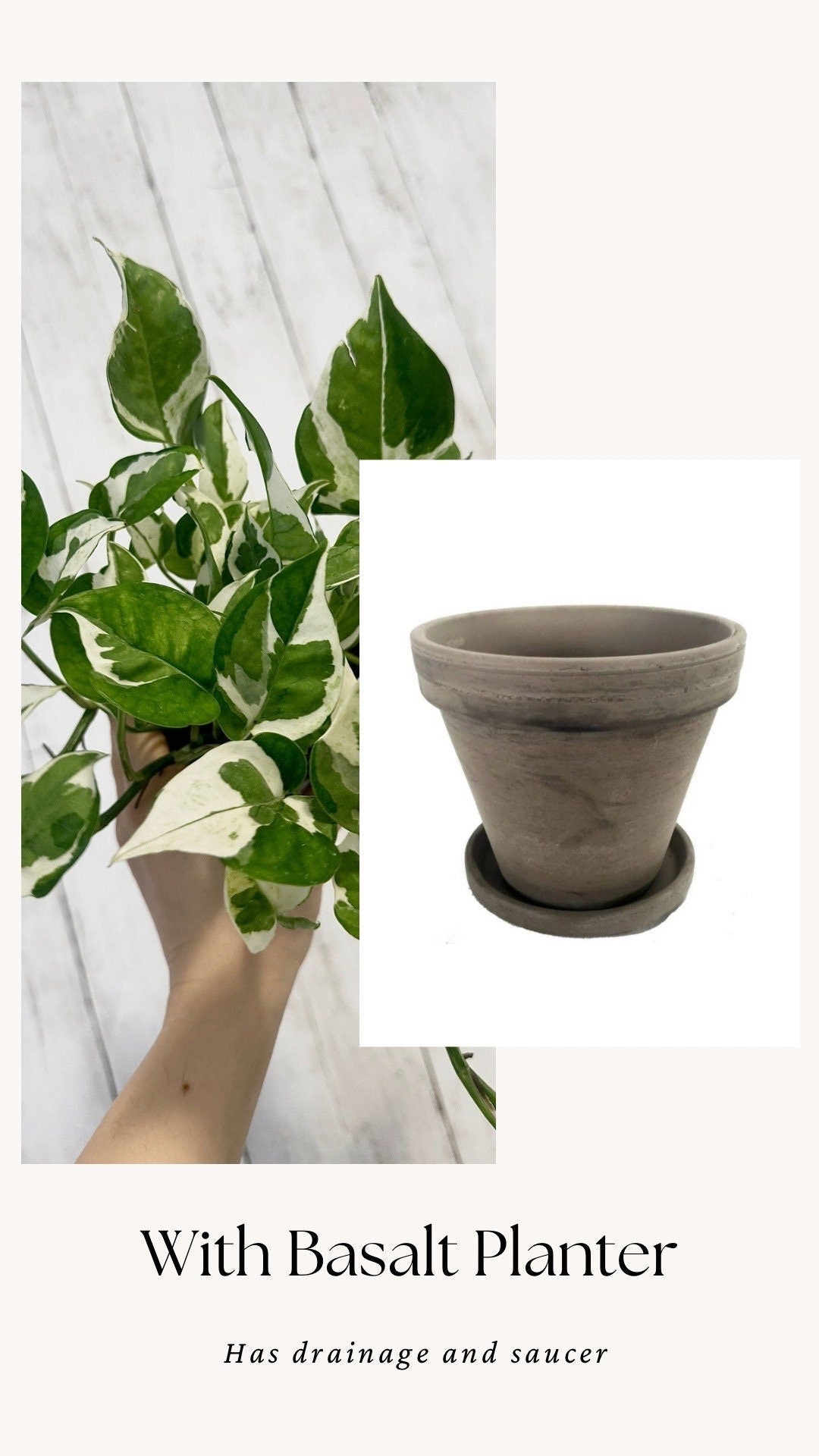 N’Joy Pothos Live Plant - 4” Nursery Pot