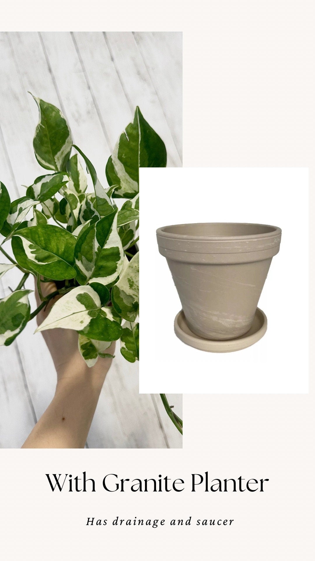 N’Joy Pothos Live Plant - 4” Nursery Pot