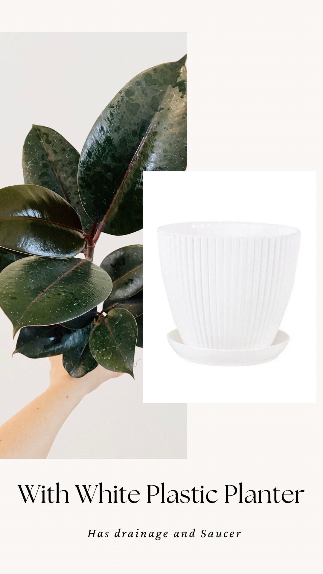 Ficus Elastica Burgundy Rubber Tree Plant - 4", 6”Nursery Pot - Live Plant - optional decorative pot