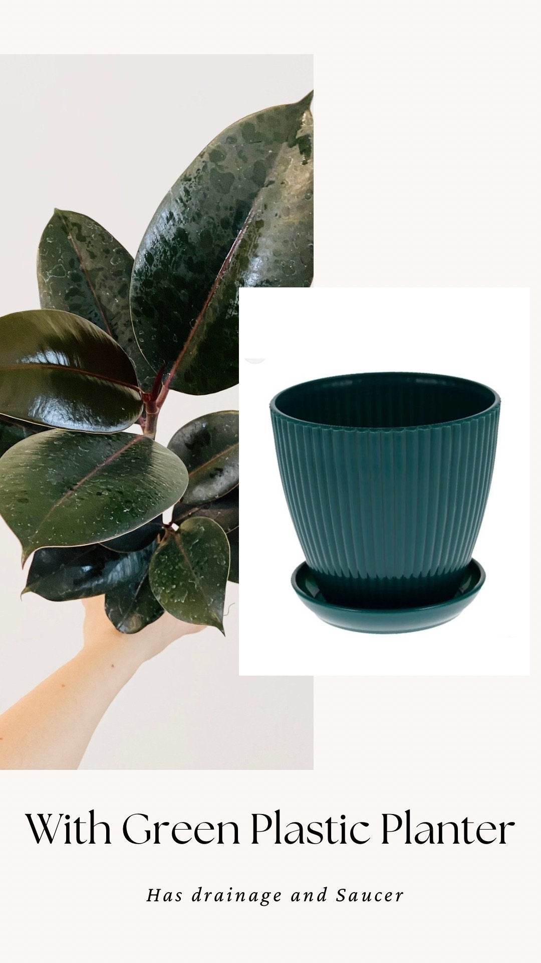 Ficus Elastica Burgundy Rubber Tree Plant - 4", 6”Nursery Pot - Live Plant - optional decorative pot