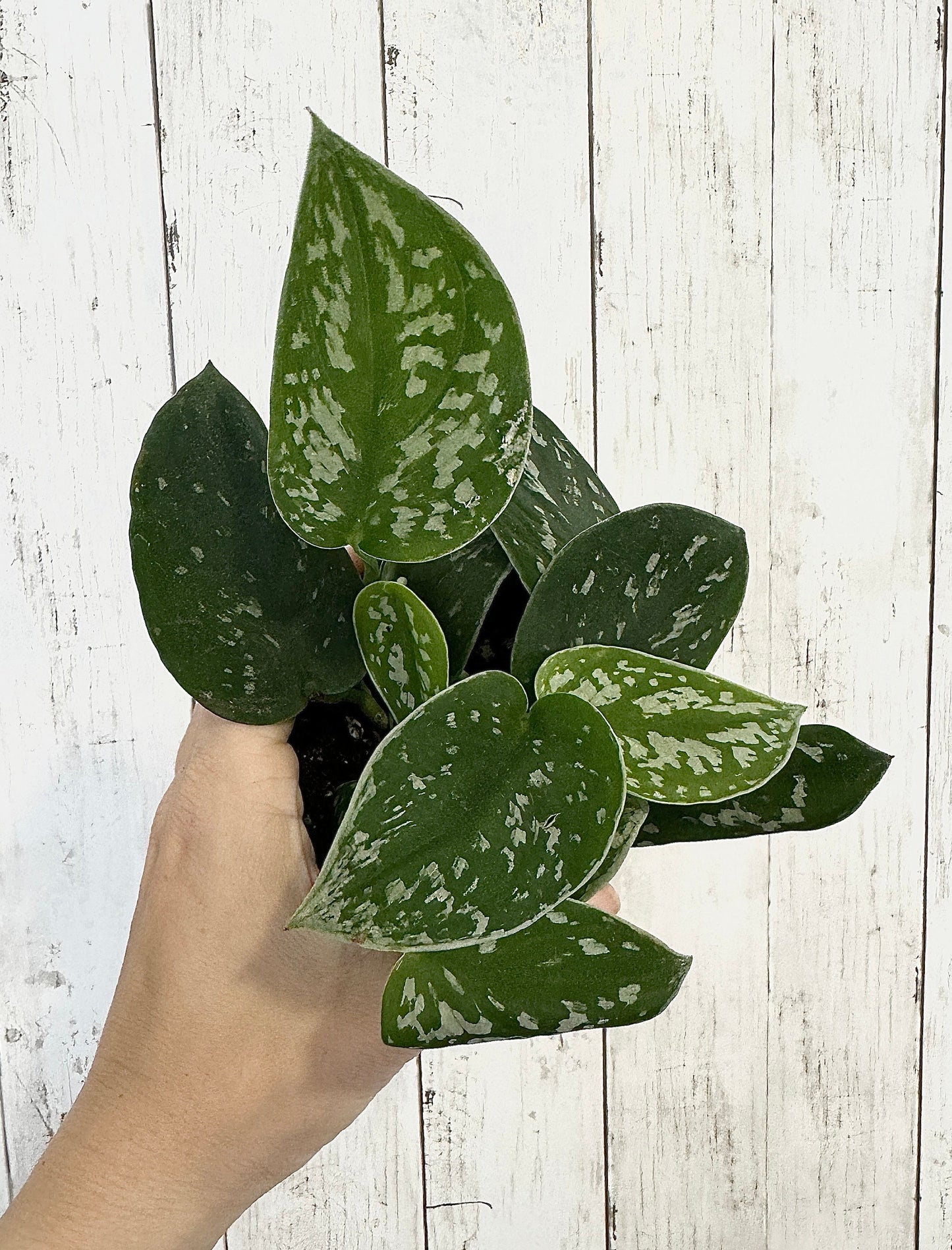 Silver Satin Pothos (Scindapsus pictus) 4β pot - Live Plant