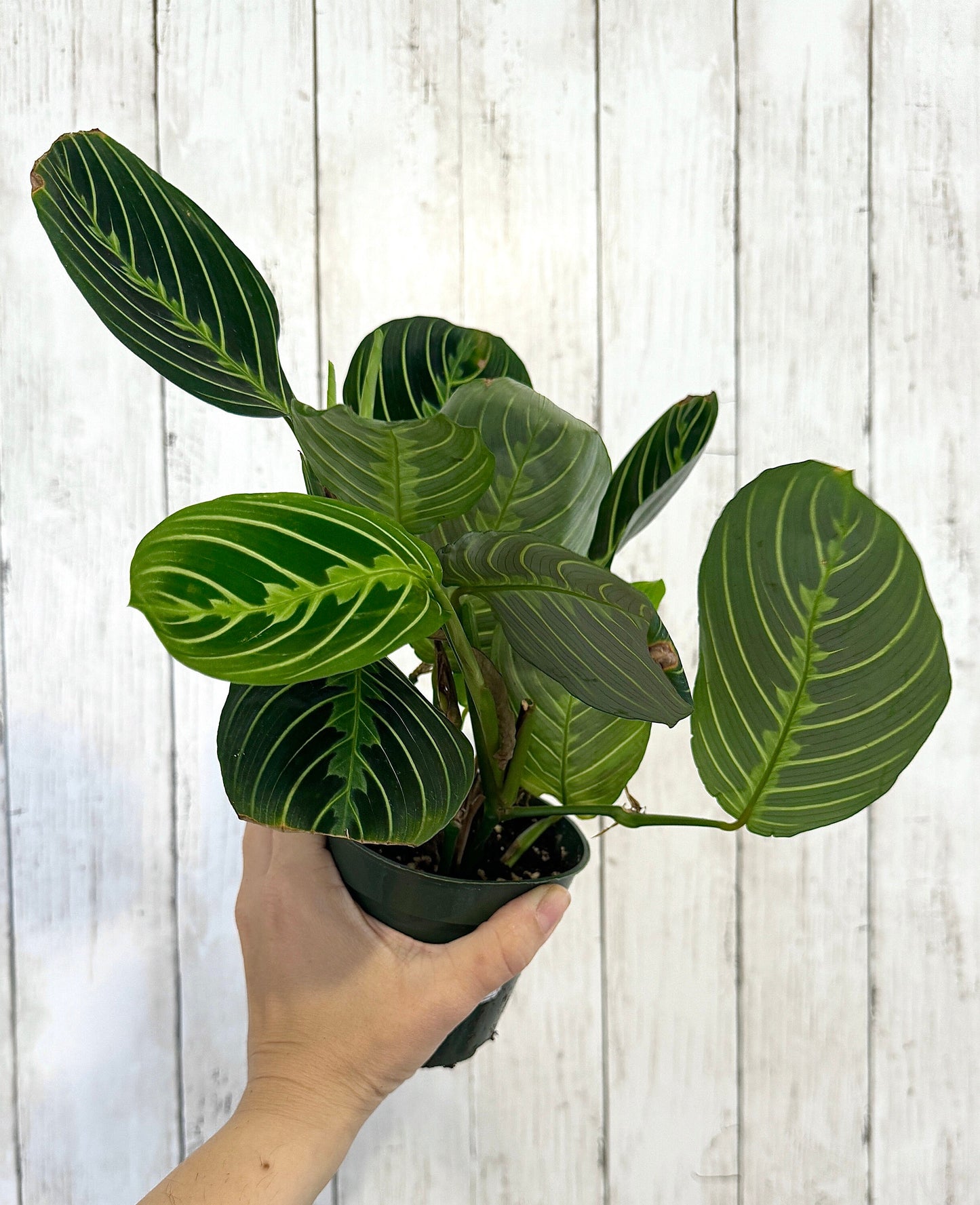 Lemon Lime Prayer Plant - Maranta - Live plant- 4 inch Pot - optional decorative pot