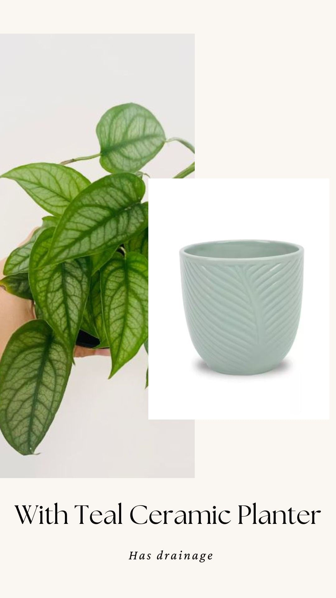 Monstera Siltepecana Plant - 4 inch Nursery Pot - Optional Decorative Pot