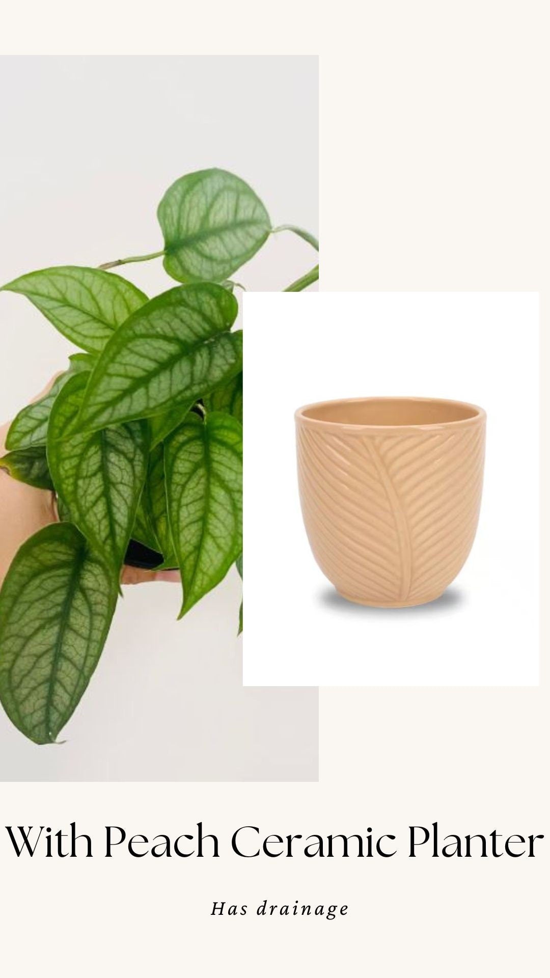 Monstera Siltepecana Plant - 4 inch Nursery Pot - Optional Decorative Pot