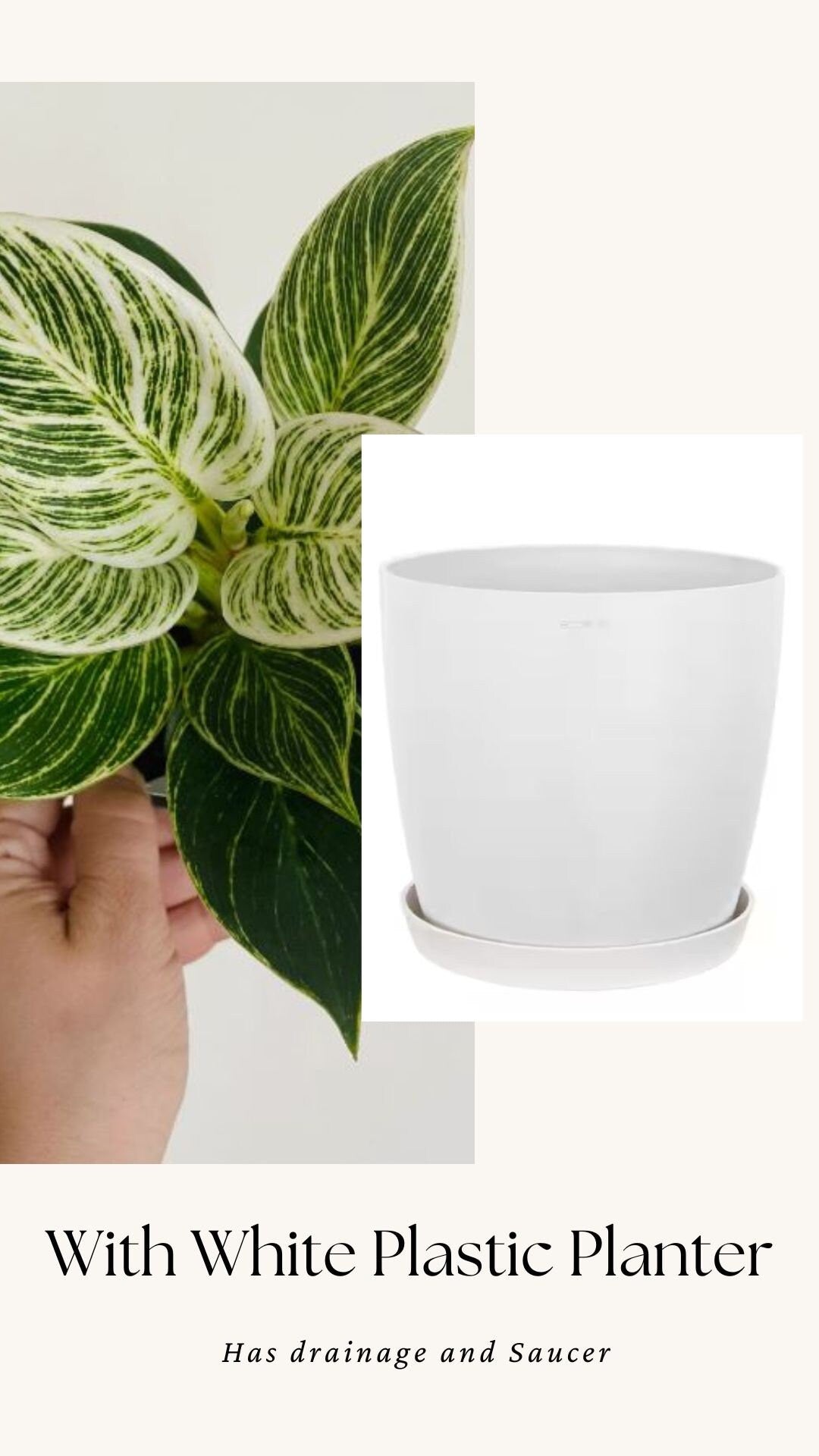 Philodendron Birkin Plant - 4 inch Pot - optional decorative pot