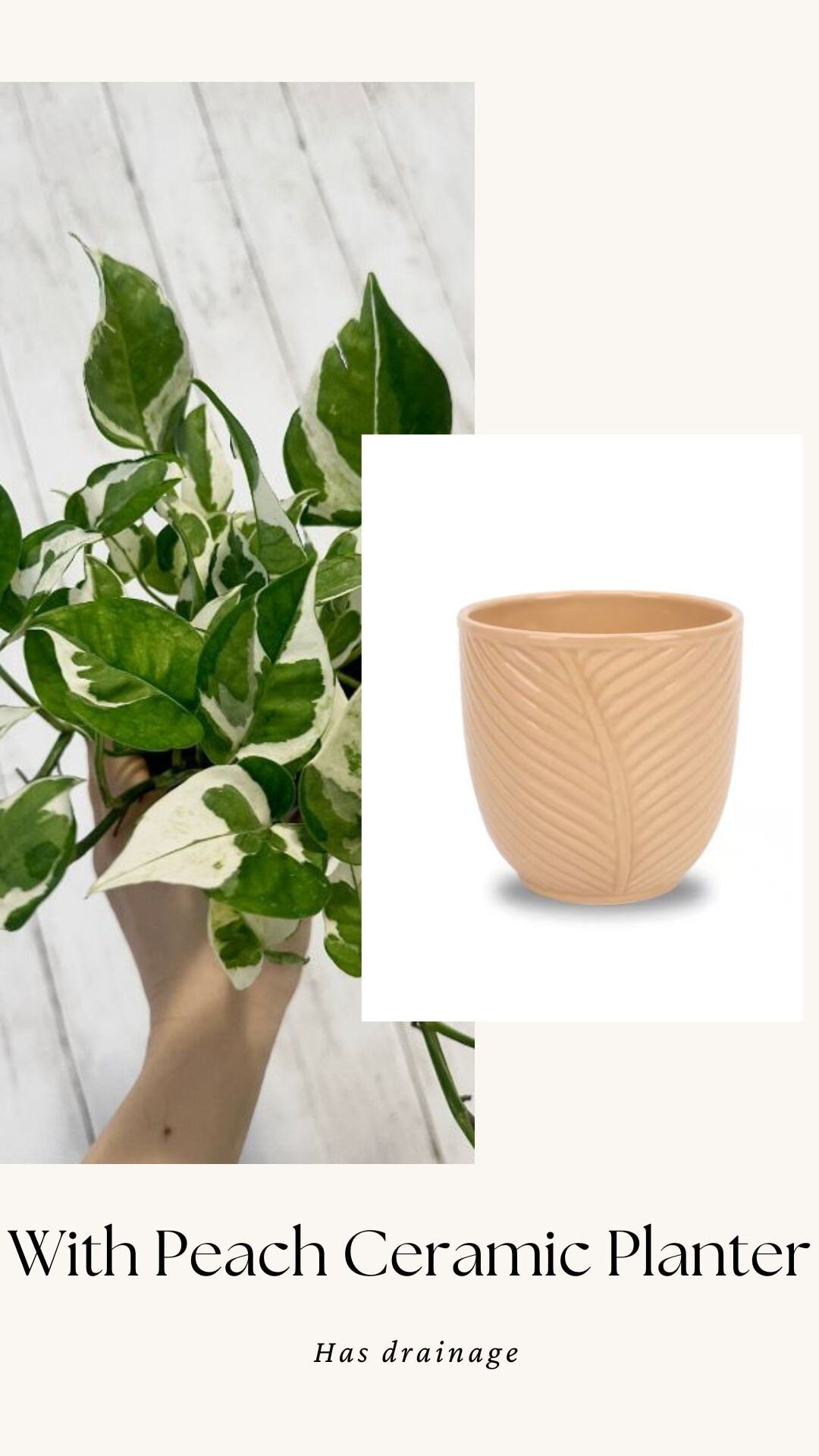 N’Joy Pothos Live Plant - 4” Nursery Pot