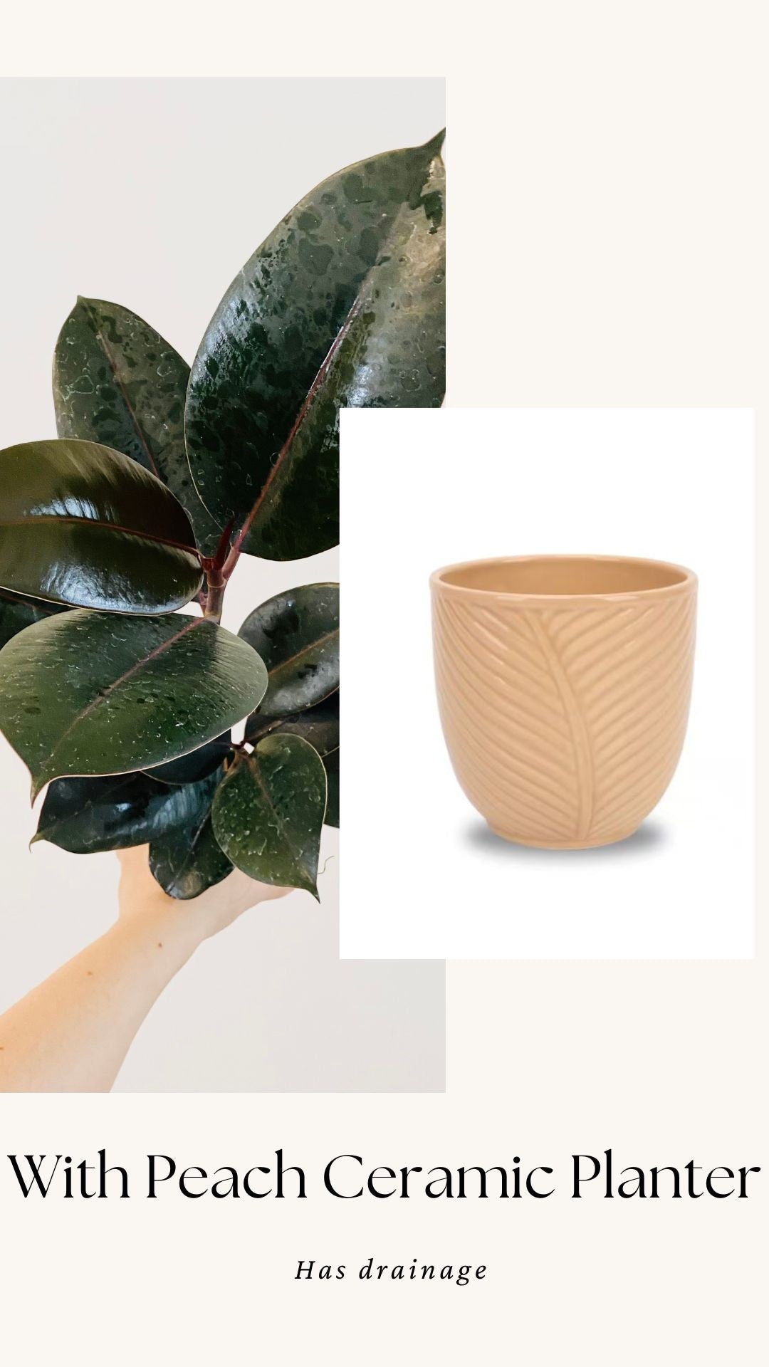 Ficus Elastica Burgundy Rubber Tree Plant - 4", 6”Nursery Pot - Live Plant - optional decorative pot