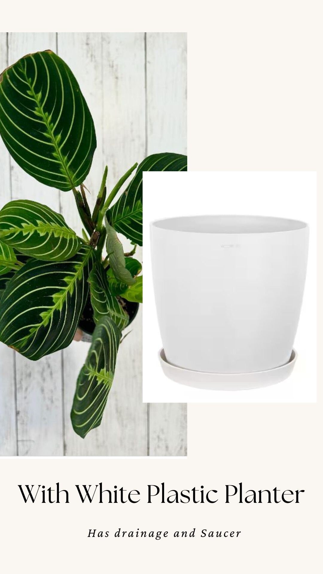 Lemon Lime Prayer Plant - Maranta - Live plant- 4 inch Pot - optional decorative pot