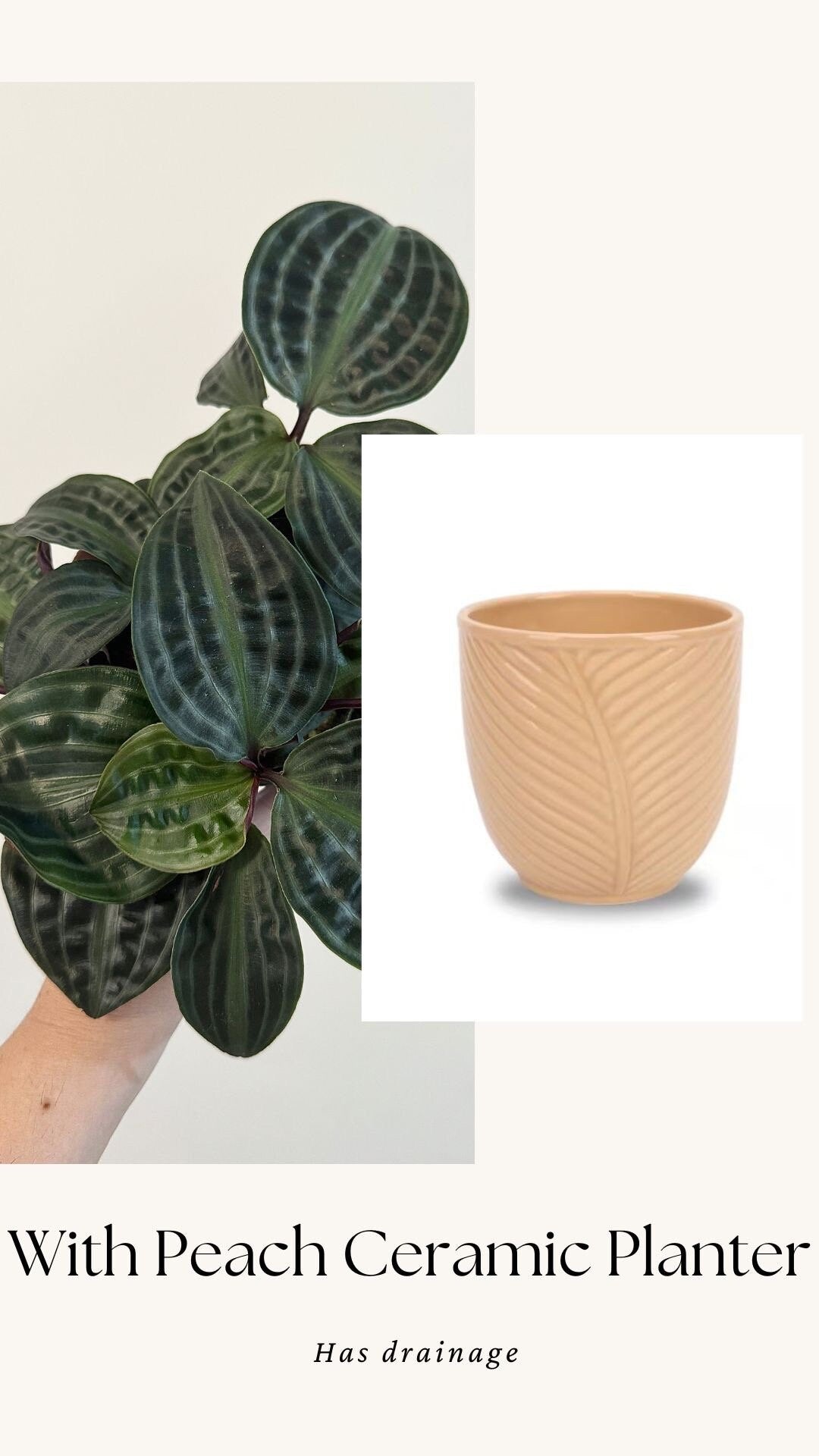 Geogenanthus Poeppigii 4" pot - Live Plant - optional decorative pot