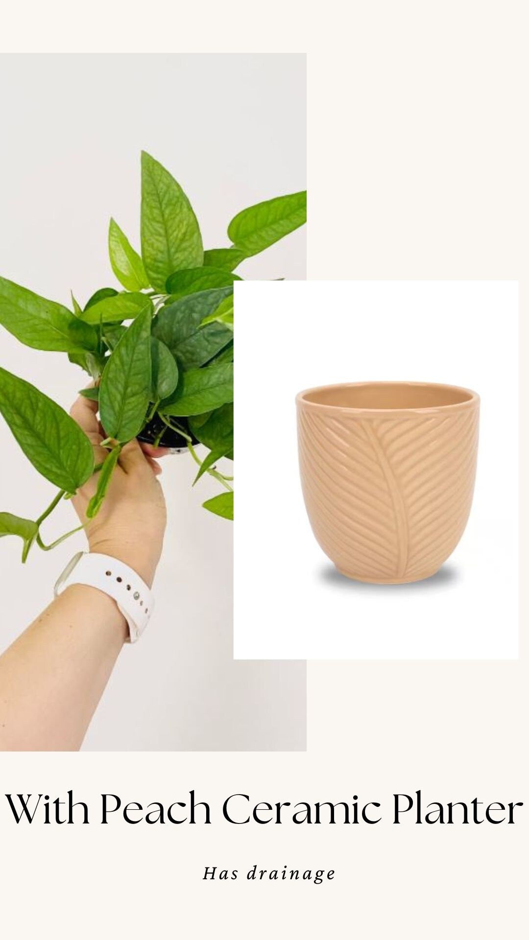 Cebu Blue Pothos (Epipremnum Pinnatum) 4 inch pot - Live Plant - optional decorative pot