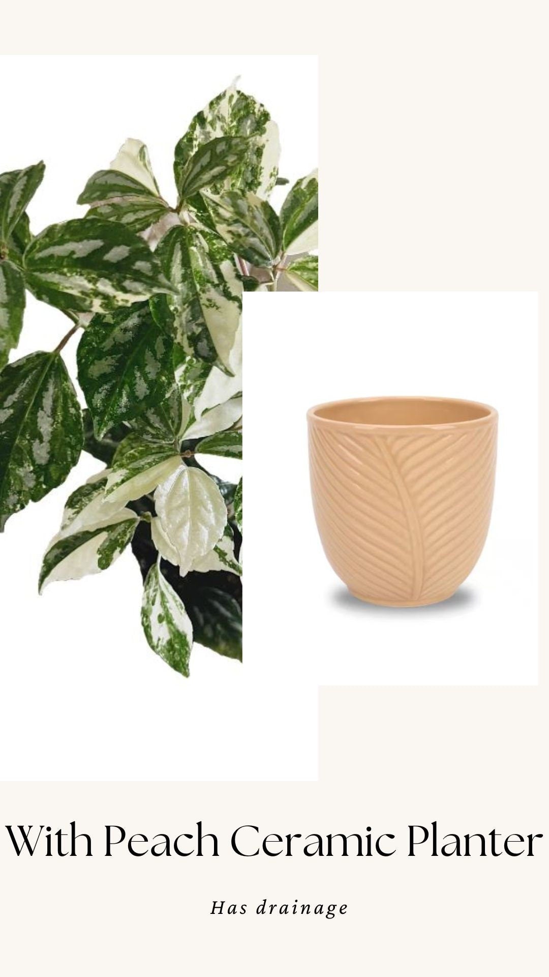 Variegated Albo Pilea Cadierei Plant - 3.5β Nursery Pot