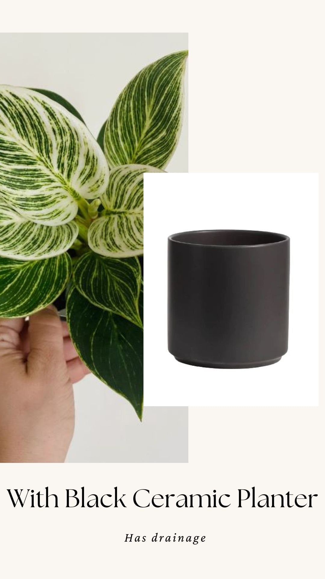 Philodendron Birkin Plant - 4 inch Pot - optional decorative pot