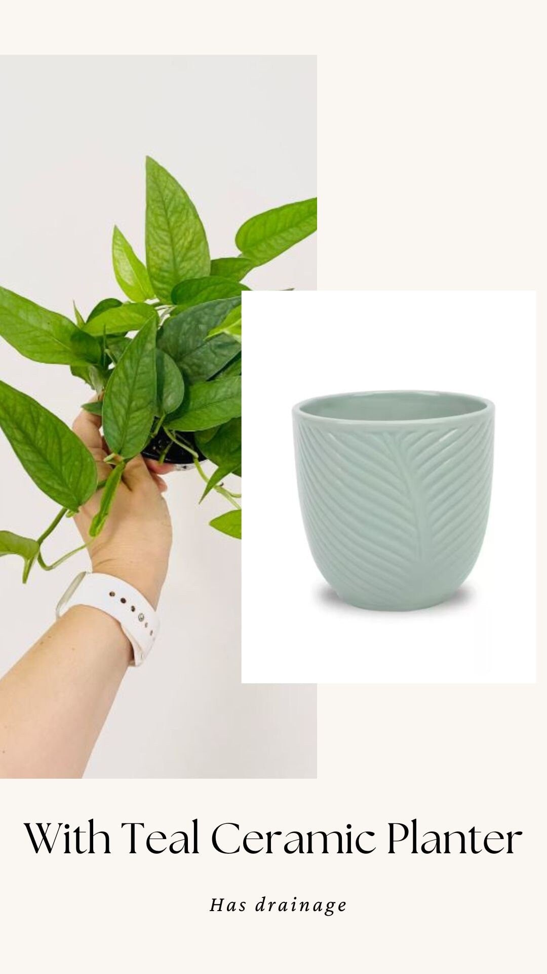 Cebu Blue Pothos (Epipremnum Pinnatum) 4 inch pot - Live Plant - optional decorative pot