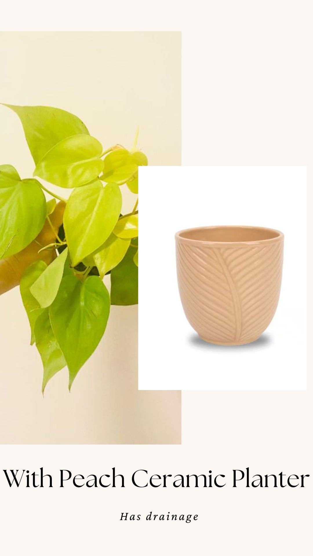 Philodendron Cordatum Lemon Lime Heart Leaf Plant - 4" Nursery Pot - Indoor Live Plant - optional decorative pot