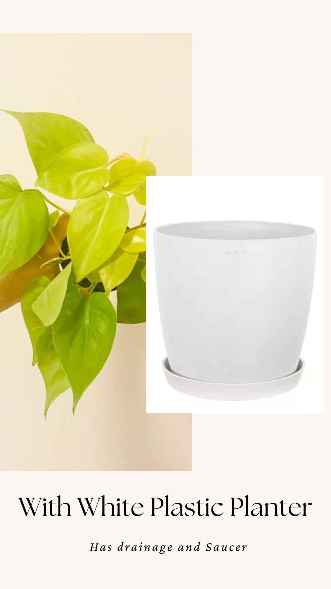 Philodendron Cordatum Lemon Lime Heart Leaf Plant - 4" Nursery Pot - Indoor Live Plant - optional decorative pot