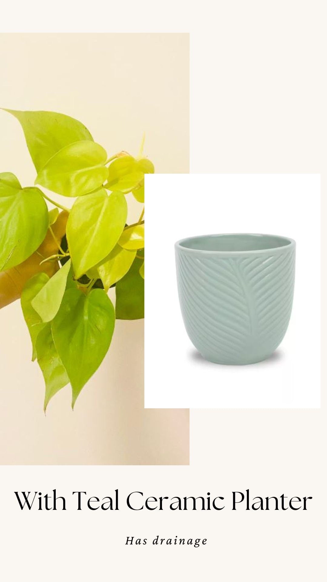 Philodendron Cordatum Lemon Lime Heart Leaf Plant - 4" Nursery Pot - Indoor Live Plant - optional decorative pot