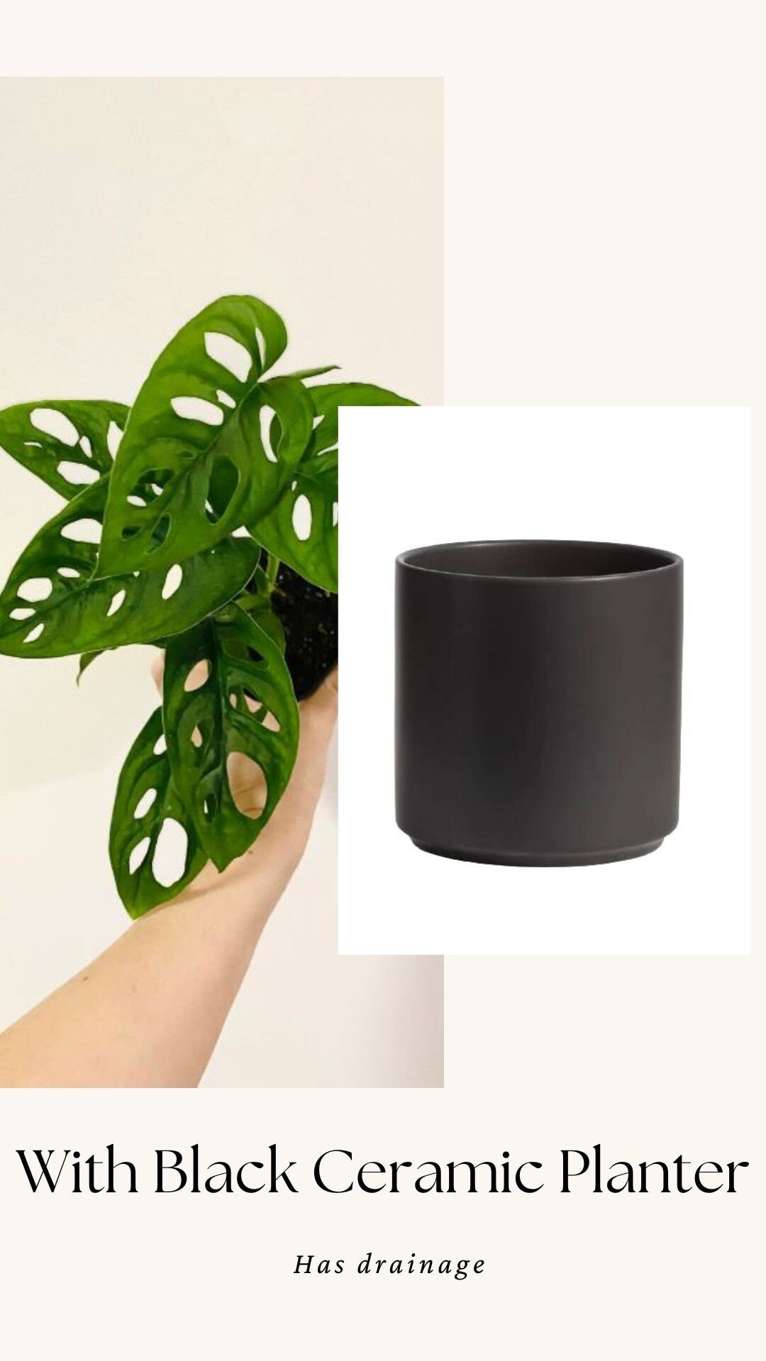 Monstera Adansonii - Swiss Cheese Plant 4 inch | 6 inch Pot - Live Plant - optional decorative pot