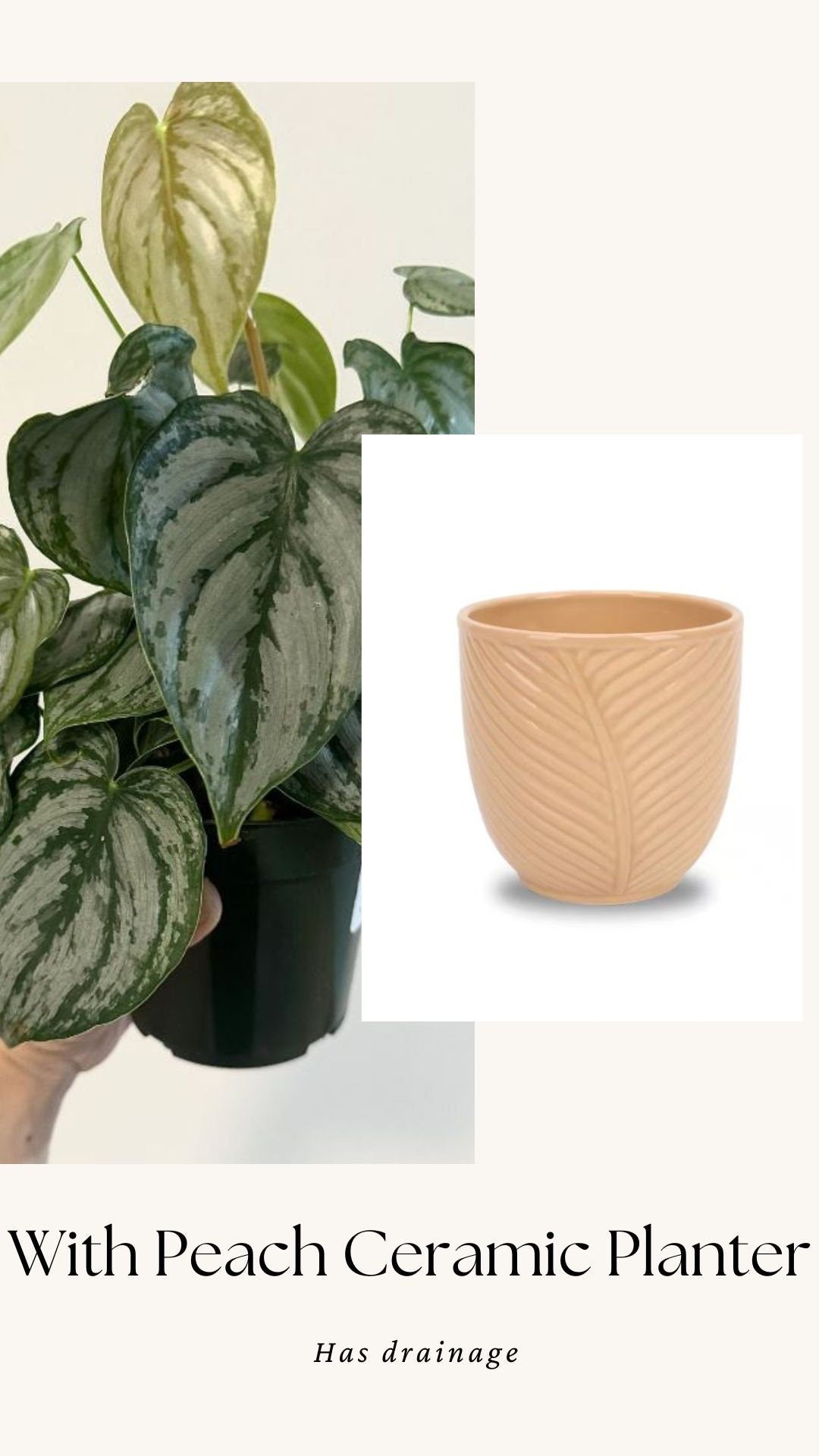 Philodendron Brandi Brandtineum 4 inch pot - Live Plant - optional decorative pot