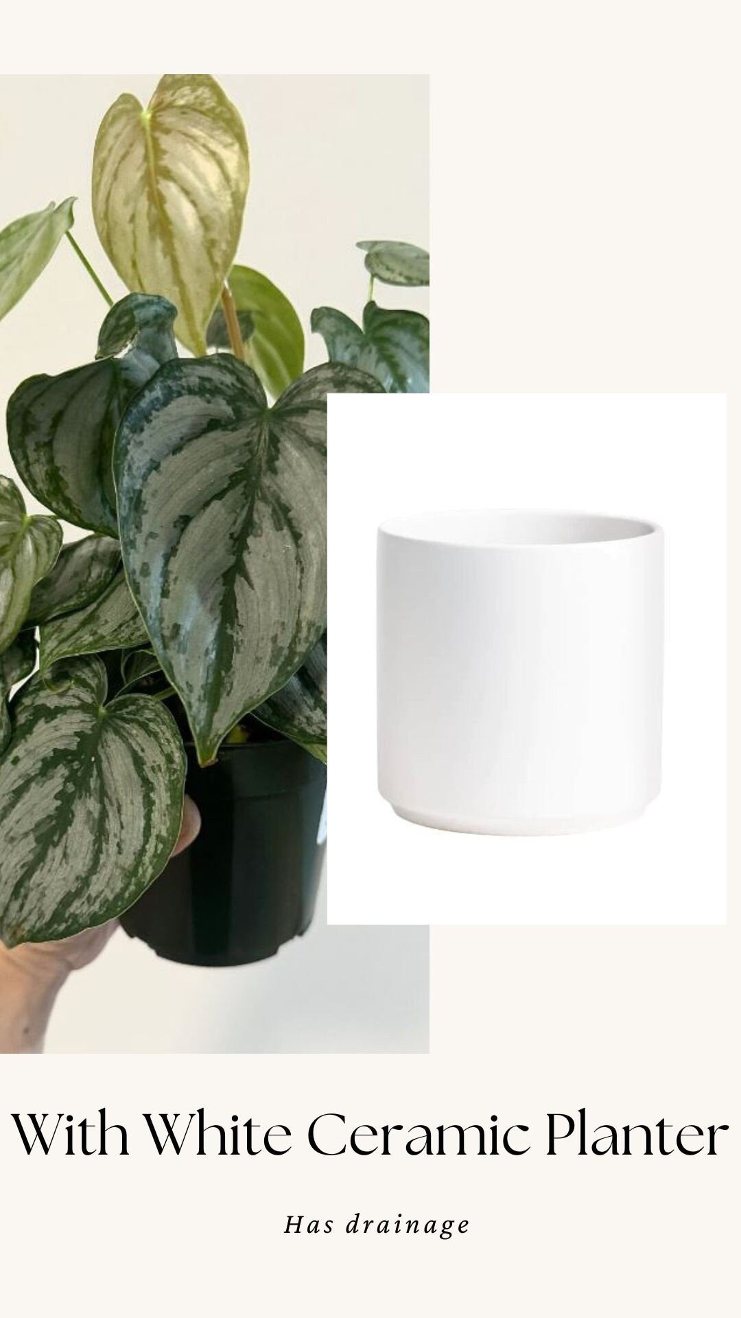 Philodendron Brandi Brandtineum 4 inch pot - Live Plant - optional decorative pot