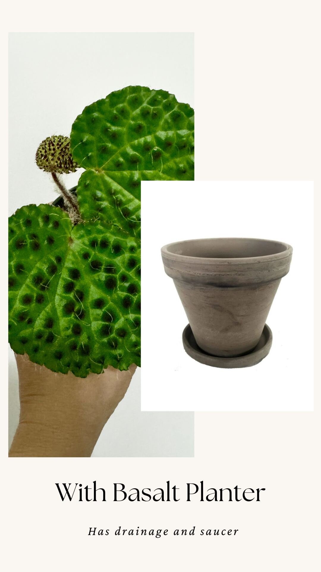 Begonia Melanobullata - 2.5β Pot - RARE Live plant - optional decorative pot