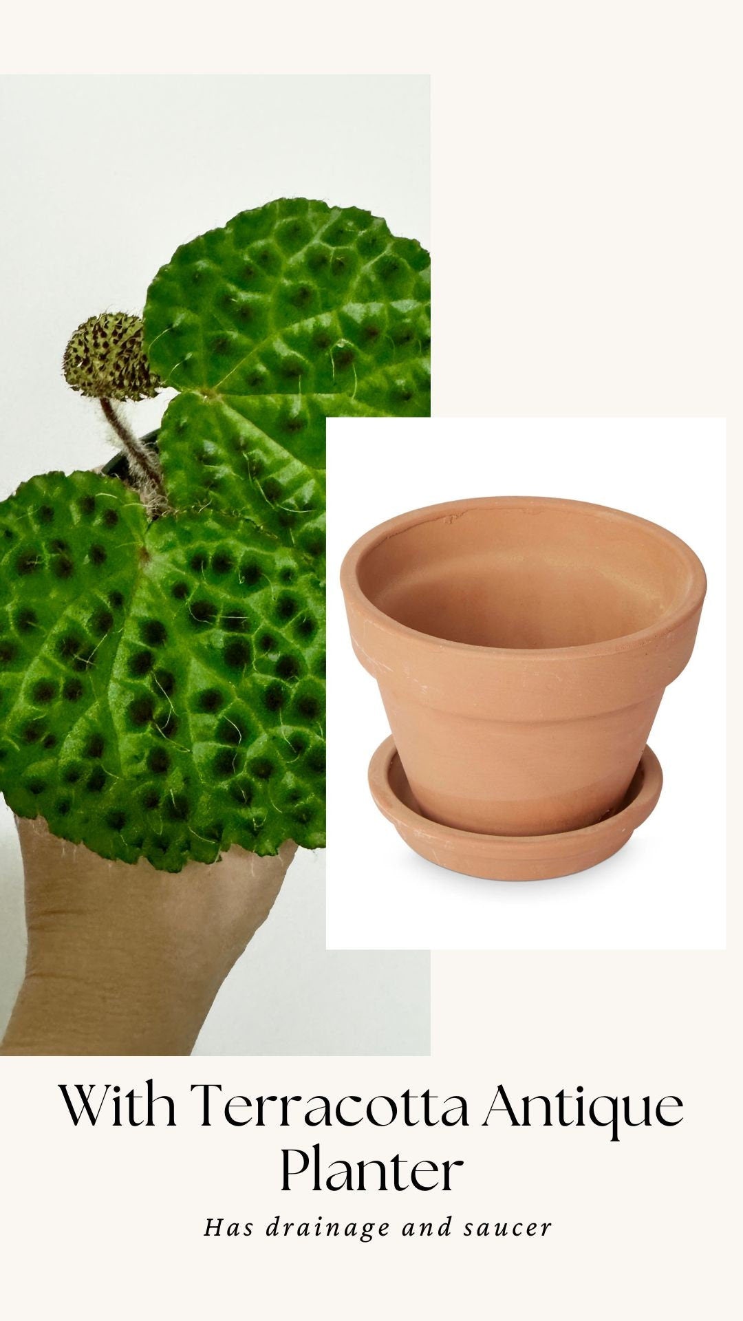 Begonia Melanobullata - 2.5β Pot - RARE Live plant - optional decorative pot