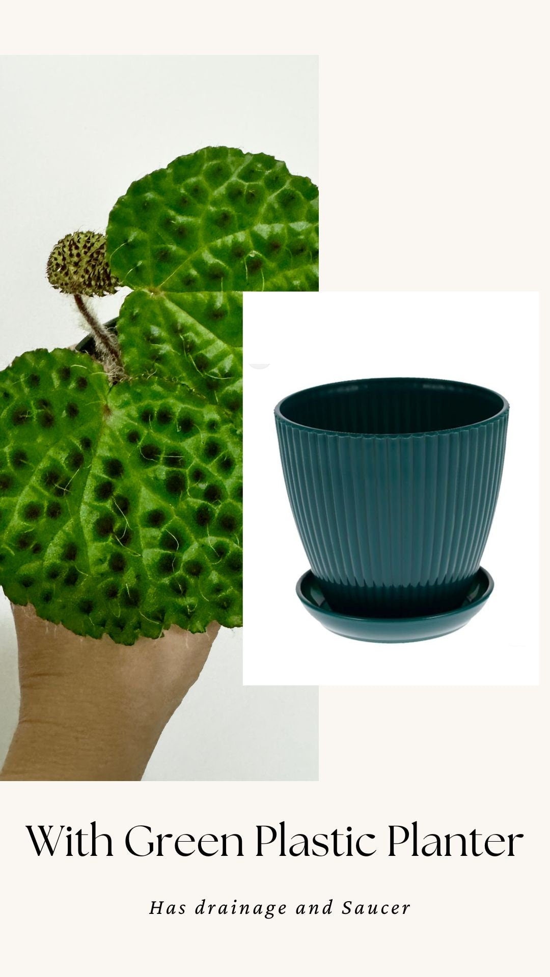 Begonia Melanobullata - 2.5β Pot - RARE Live plant - optional decorative pot
