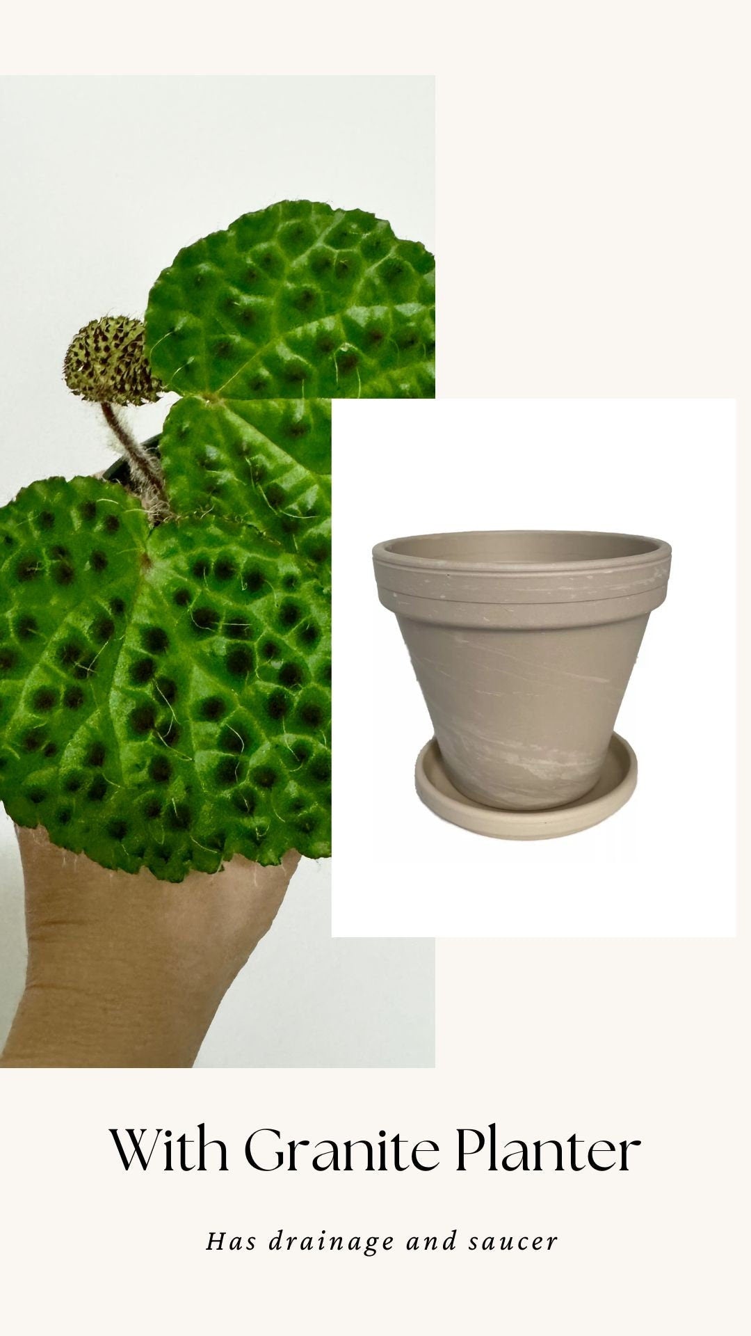 Begonia Melanobullata - 2.5β Pot - RARE Live plant - optional decorative pot