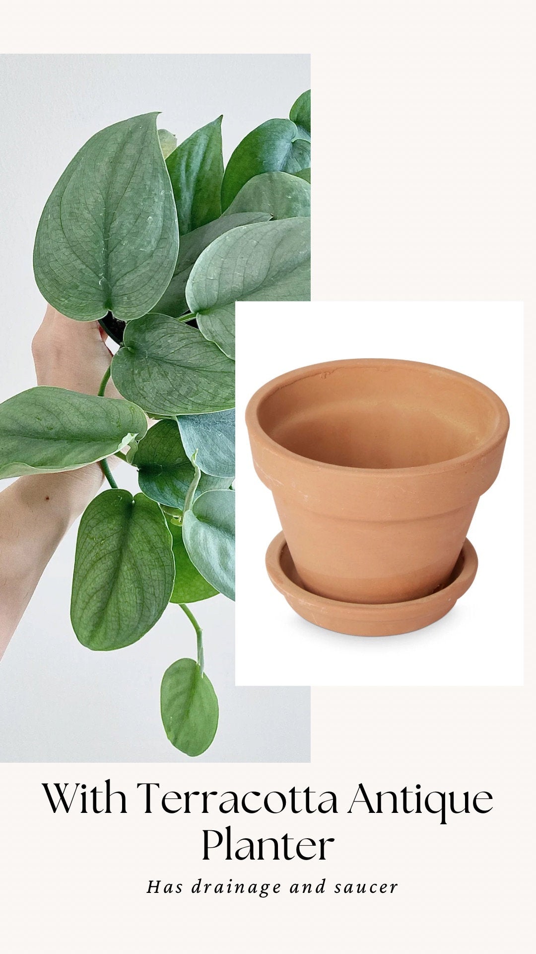 Scindapsus Silver Hero Plant - 4 inch Pot - Live Plant - optional decorative pot