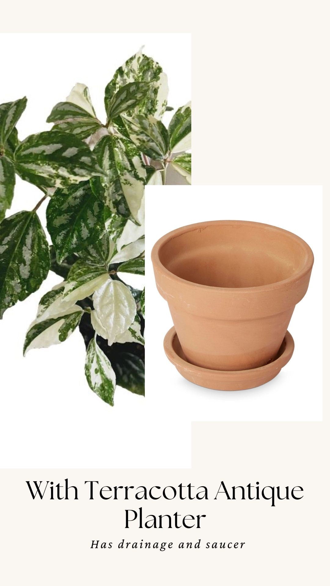 Variegated Albo Pilea Cadierei Plant - 3.5β Nursery Pot