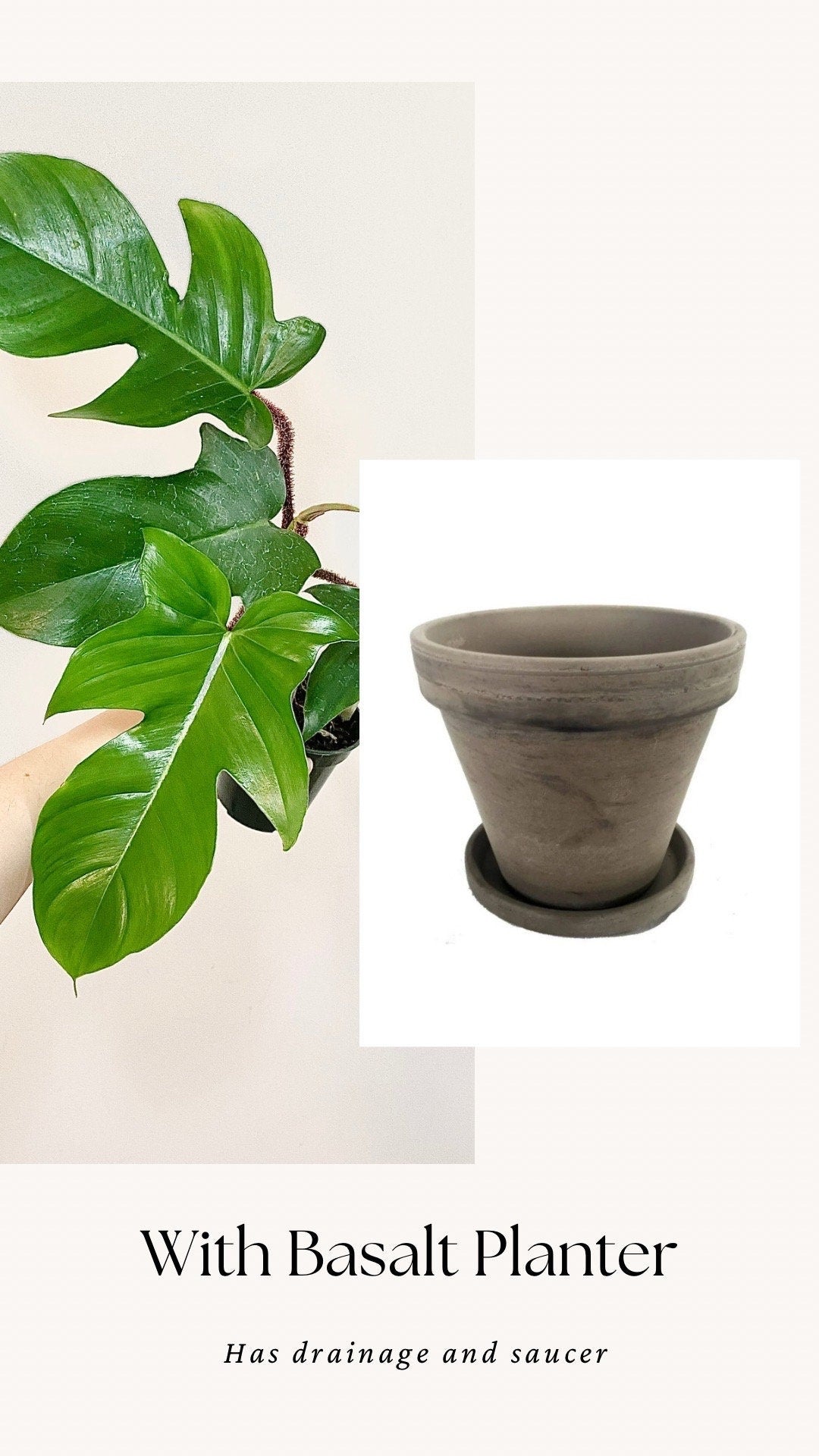 Philodendron Squamiferum Plant - 3.5 Pot - Live Plant - optional decorative pot