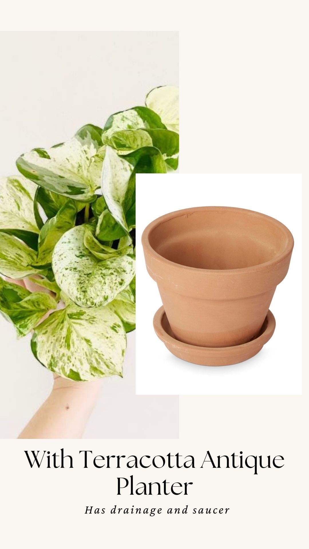 Manjula Pothos Plant - 4 inch Nursery Pot - Live Plant - optional decorative pot
