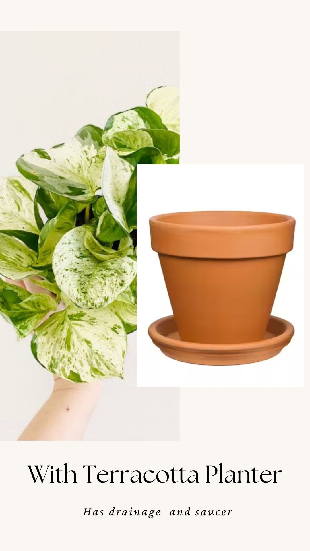 Manjula Pothos Plant - 4 inch Nursery Pot - Live Plant - optional decorative pot