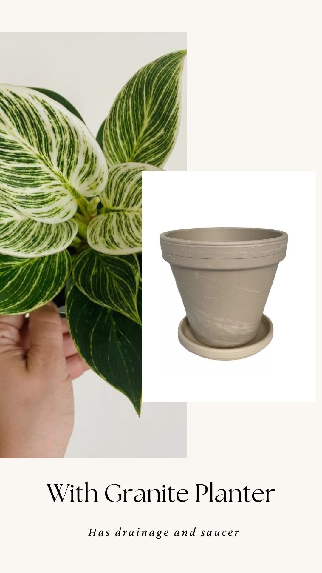 Philodendron Birkin Plant - 4 inch Pot - optional decorative pot
