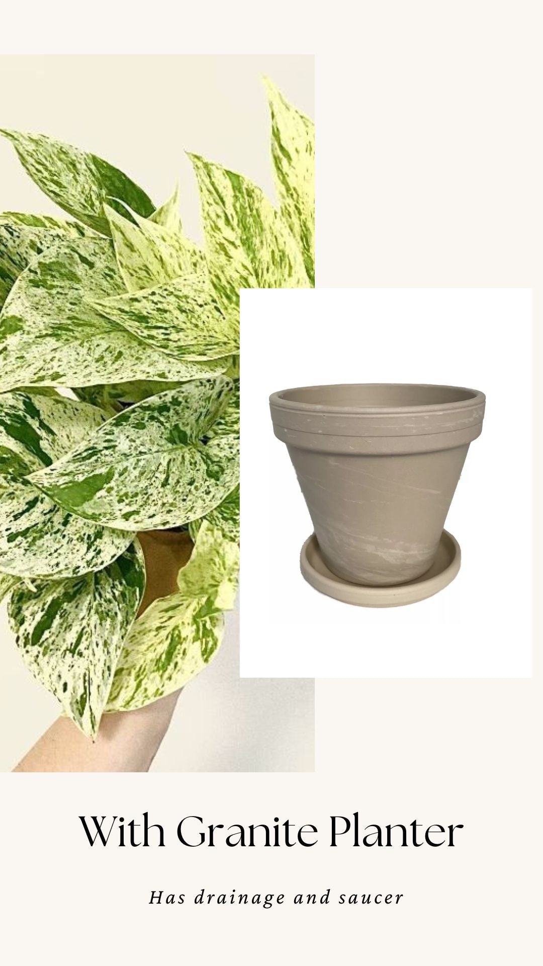 Snow Queen Pothos Plant - 4 inch Pot - Live Plant - optional Decorative Pot