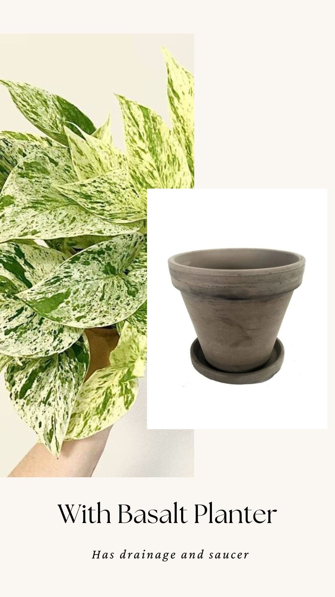 Snow Queen Pothos Plant - 4 inch Pot - Live Plant - optional Decorative Pot