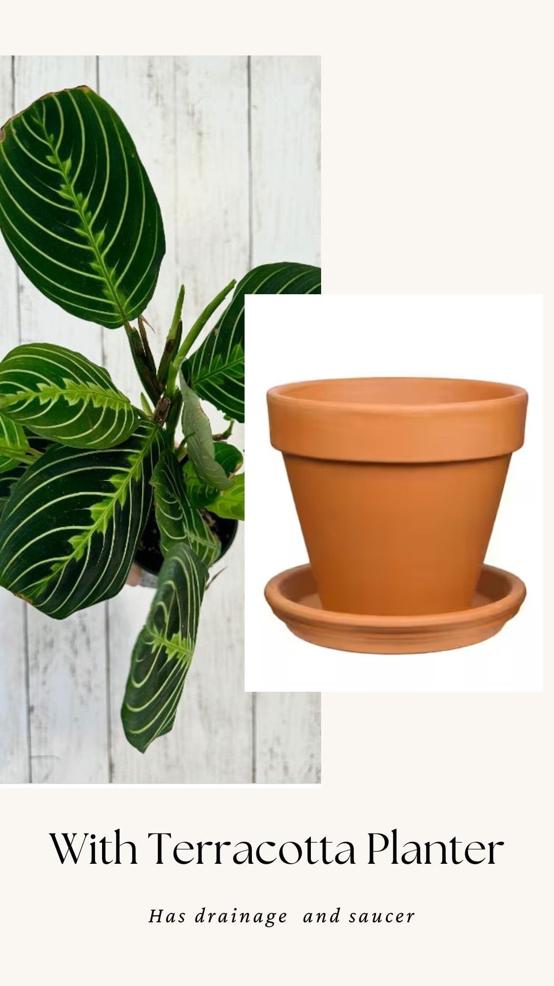Lemon Lime Prayer Plant - Maranta - Live plant- 4 inch Pot - optional decorative pot