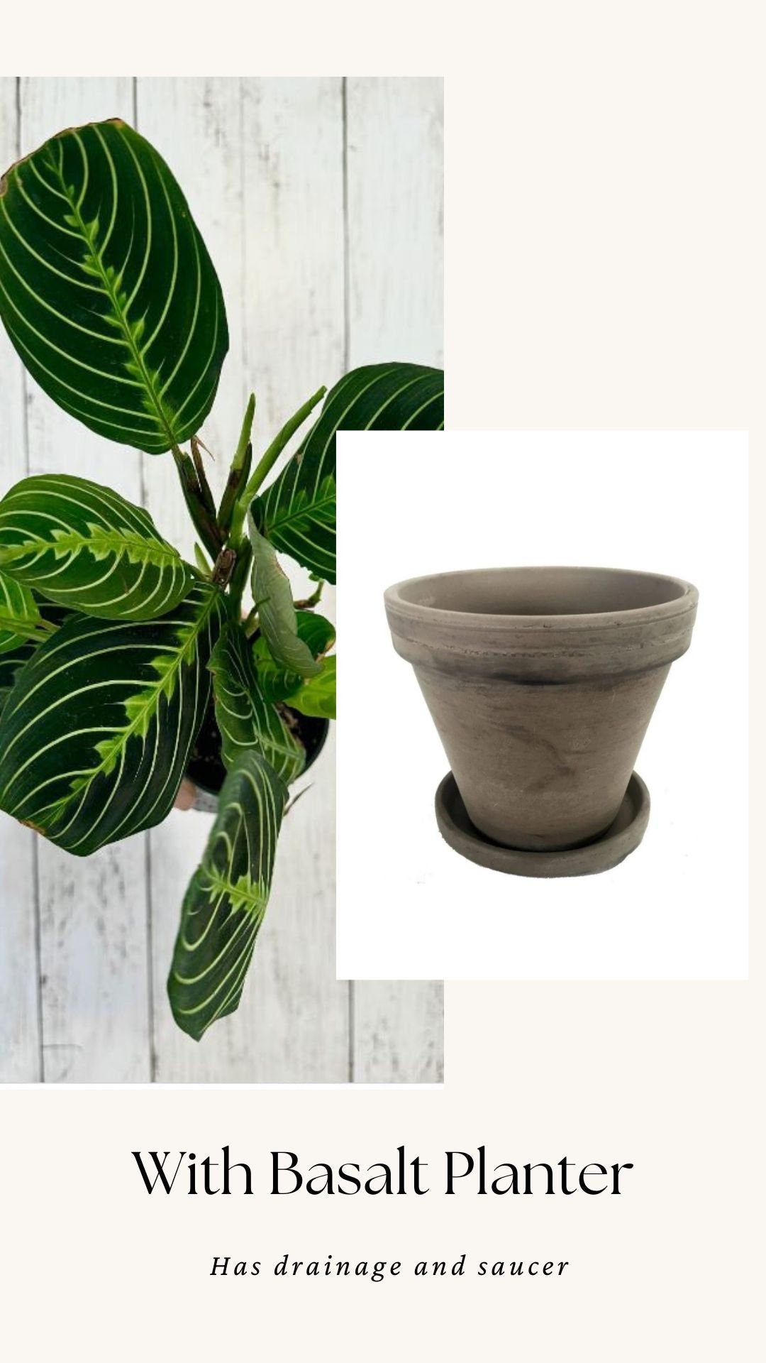Lemon Lime Prayer Plant - Maranta - Live plant- 4 inch Pot - optional decorative pot