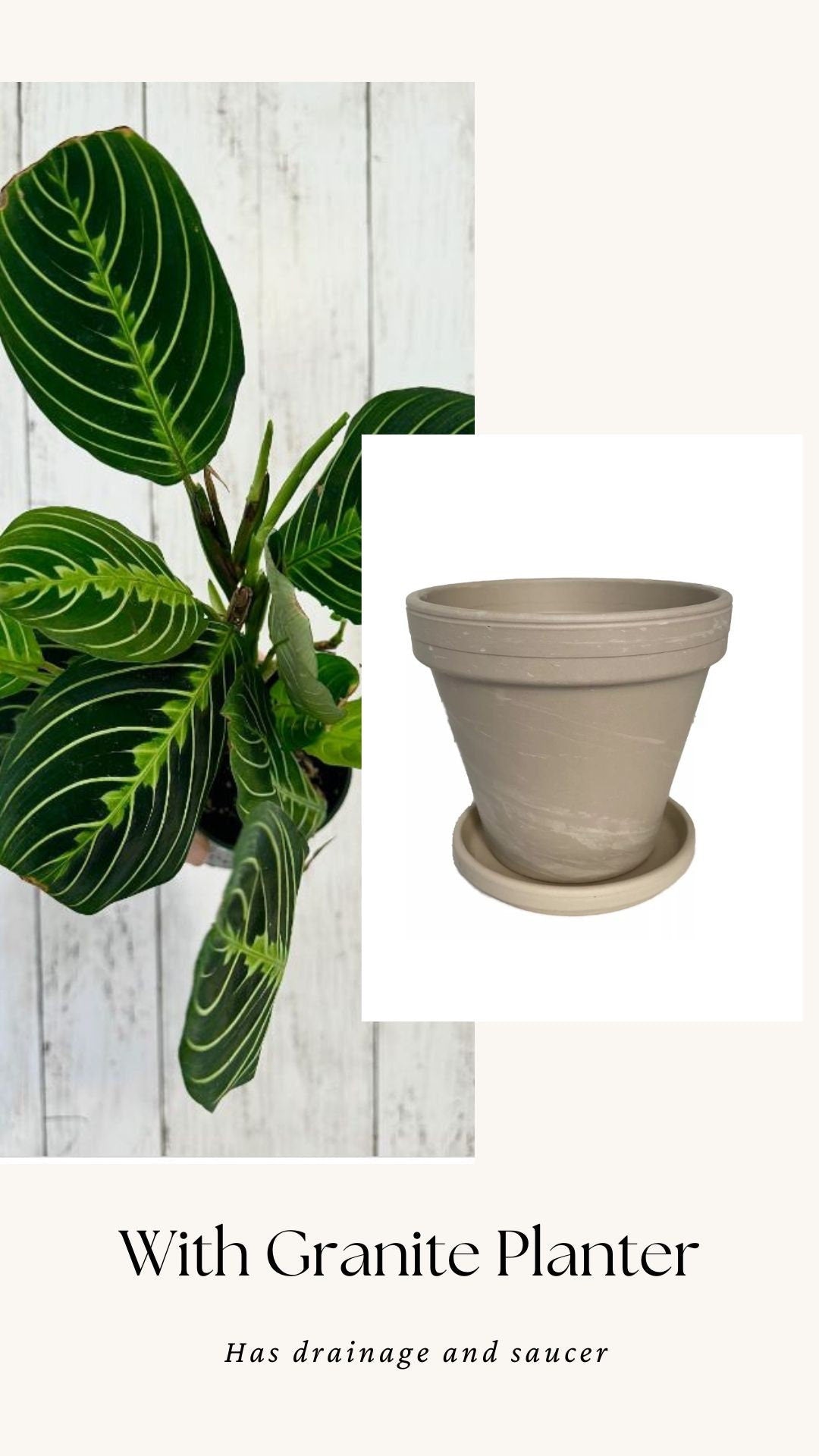 Lemon Lime Prayer Plant - Maranta - Live plant- 4 inch Pot - optional decorative pot