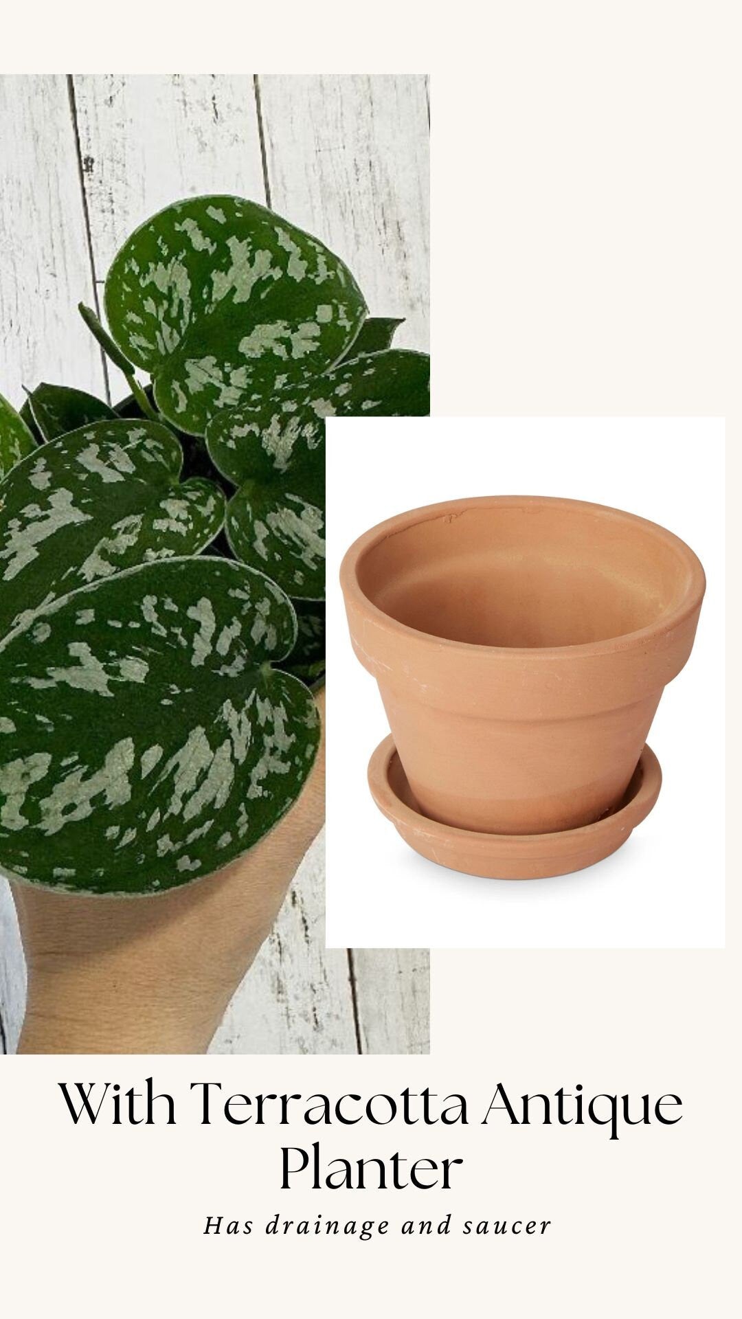 Silver Satin Pothos (Scindapsus pictus) 4β pot - Live Plant