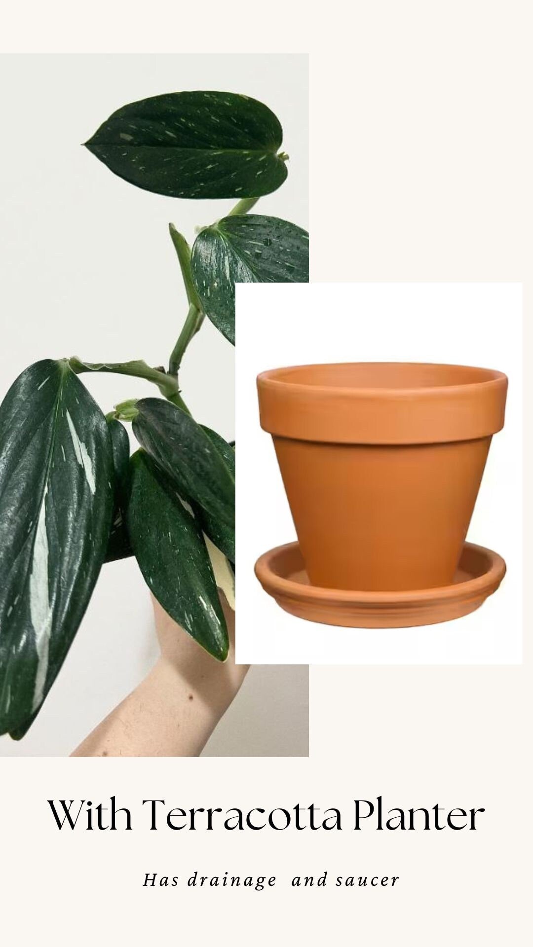 Monstera Standleyana Albo Variegated Plant in 4" Pot - Live Plant - optional decorative pot