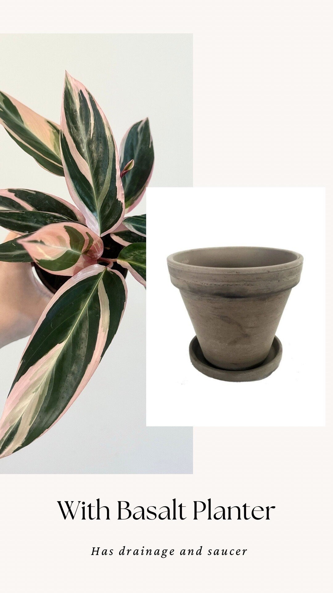 Stromanthe Triostar, Tricolor, Prayer Plant - Calathea Plant 4" pot