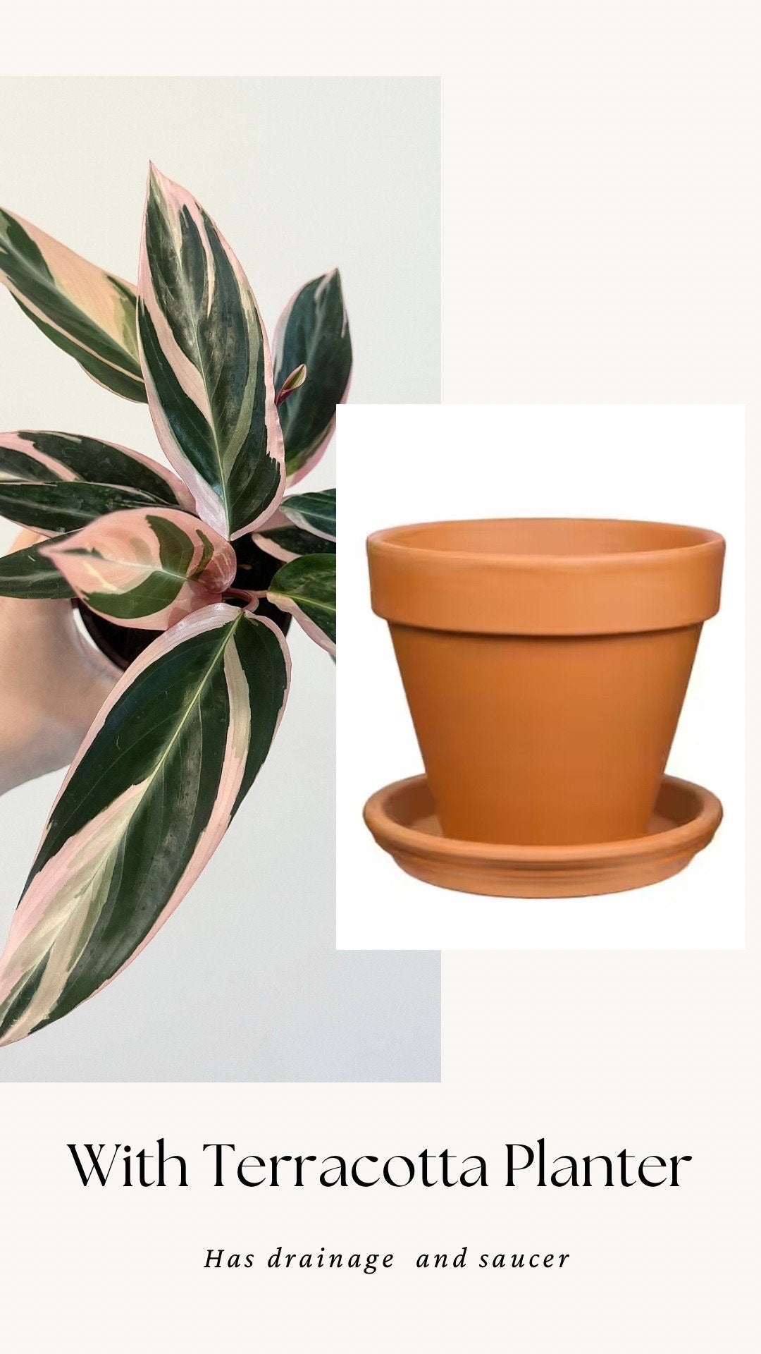 Stromanthe Triostar, Tricolor, Prayer Plant - Calathea Plant 4" pot